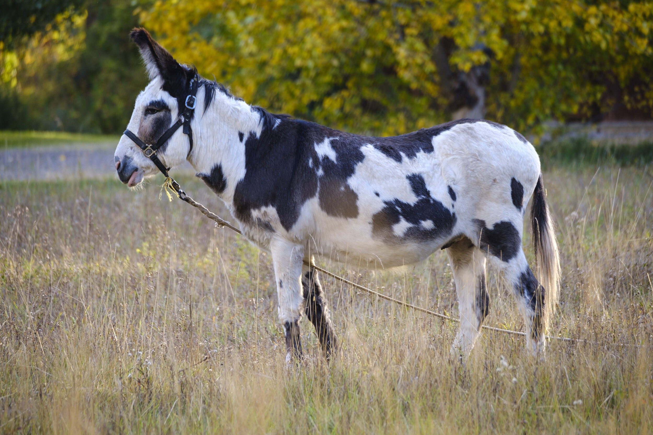 I loved his ears (photo/Jason Rafal)
