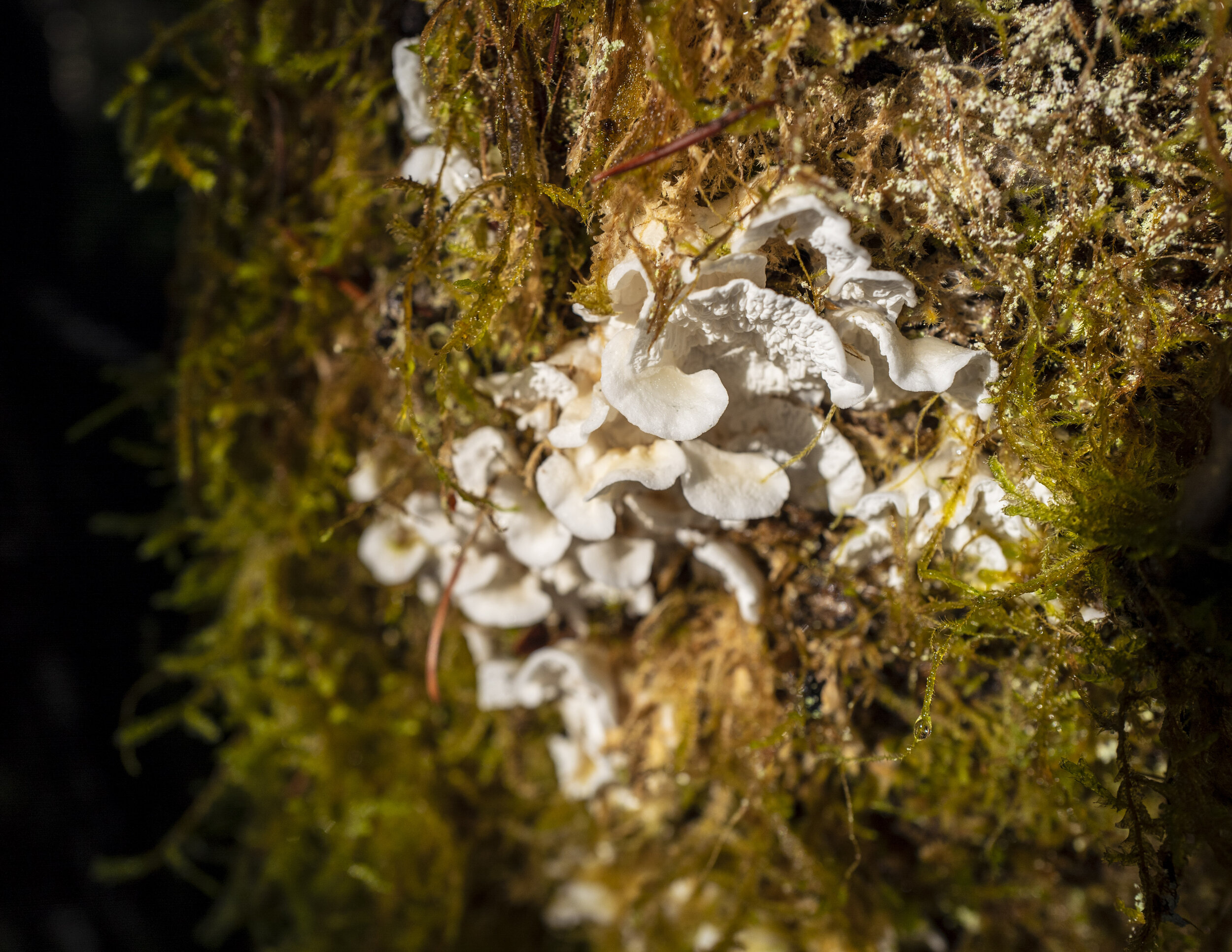  Some mushrooms that look like potato chips (photo/Jason Rafal) 