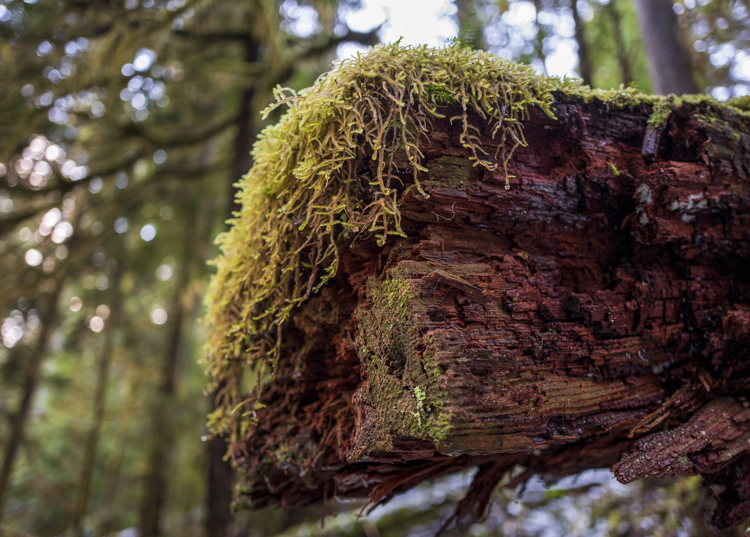  A log providing a home for other plants (photo/Jason Rafal) 