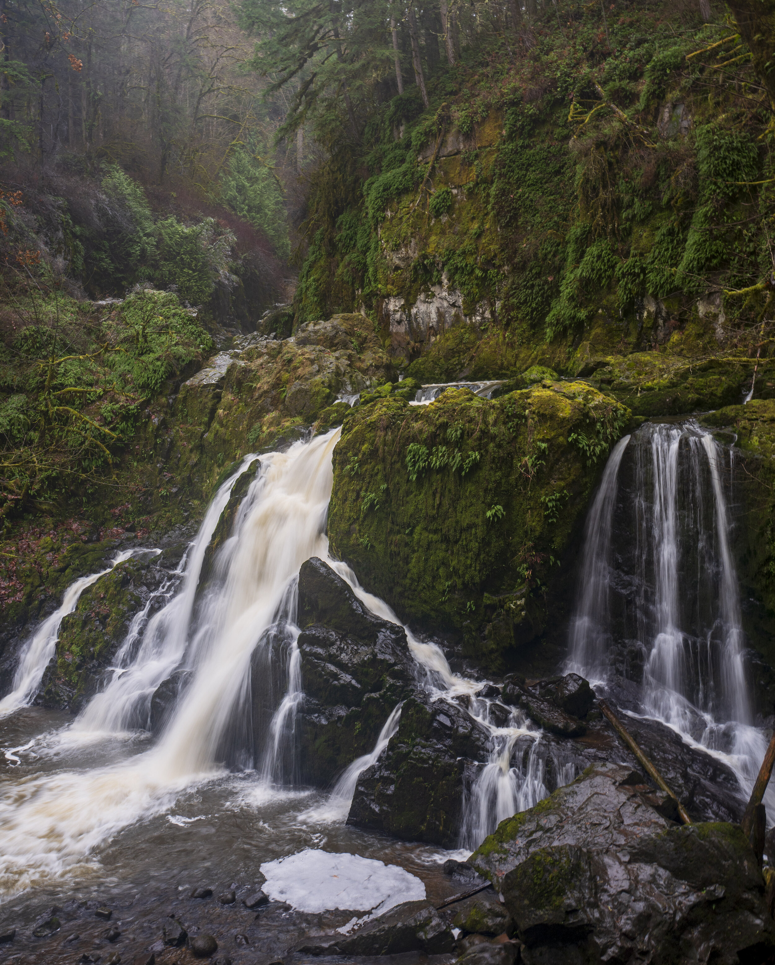  It had a very Jurassic Park feel (photo/Jason Rafal) 