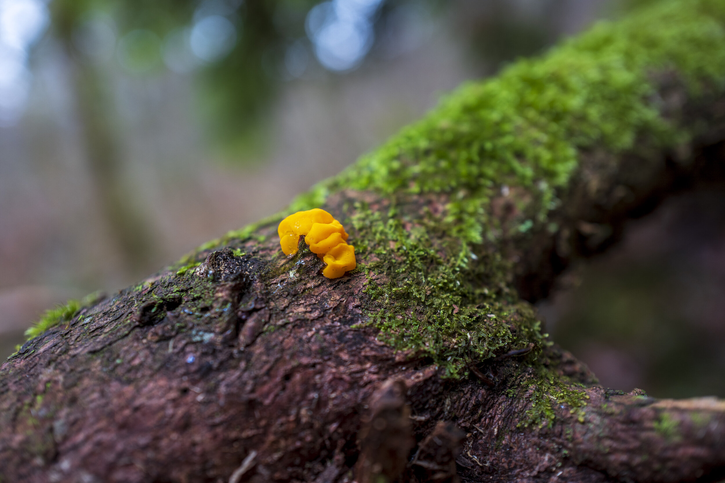  A tiny, very bright fungus (photo/Jason Rafal) 