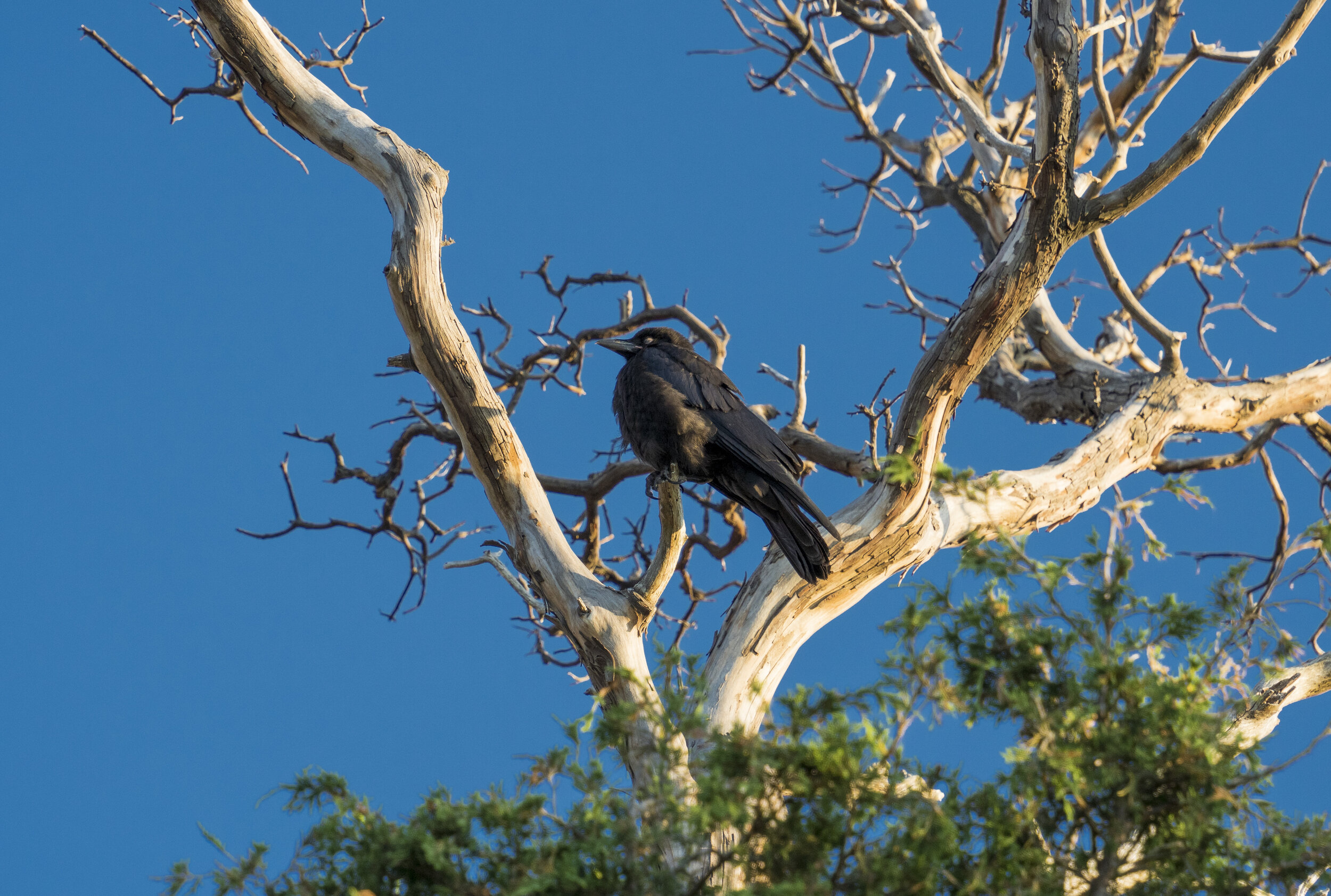  A rather flustered bird (photo/Jason Rafal) 