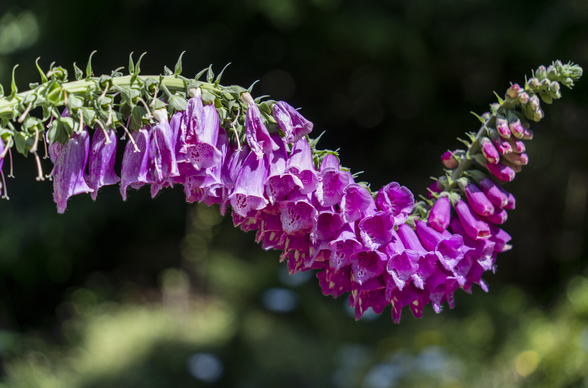  Foxgloves on the trail (photo/Jason Rafal) 