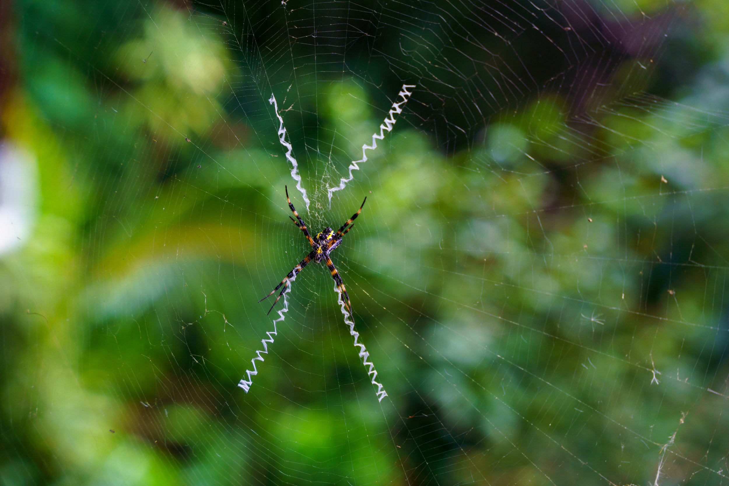  The spiders were equal parts harmless and alarming (photo/Jason Rafal) 