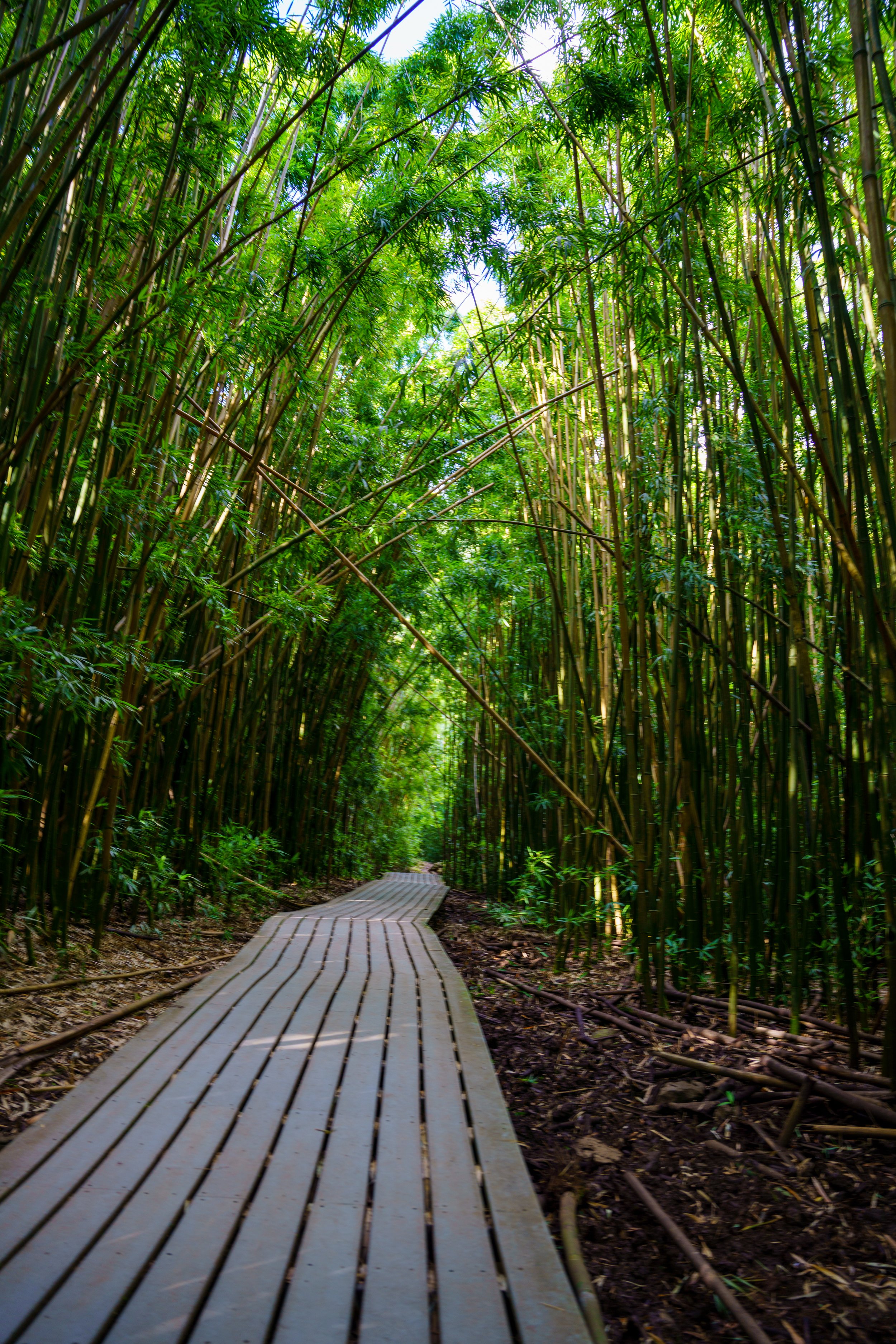  A moment of peace in the bamboo forest 
