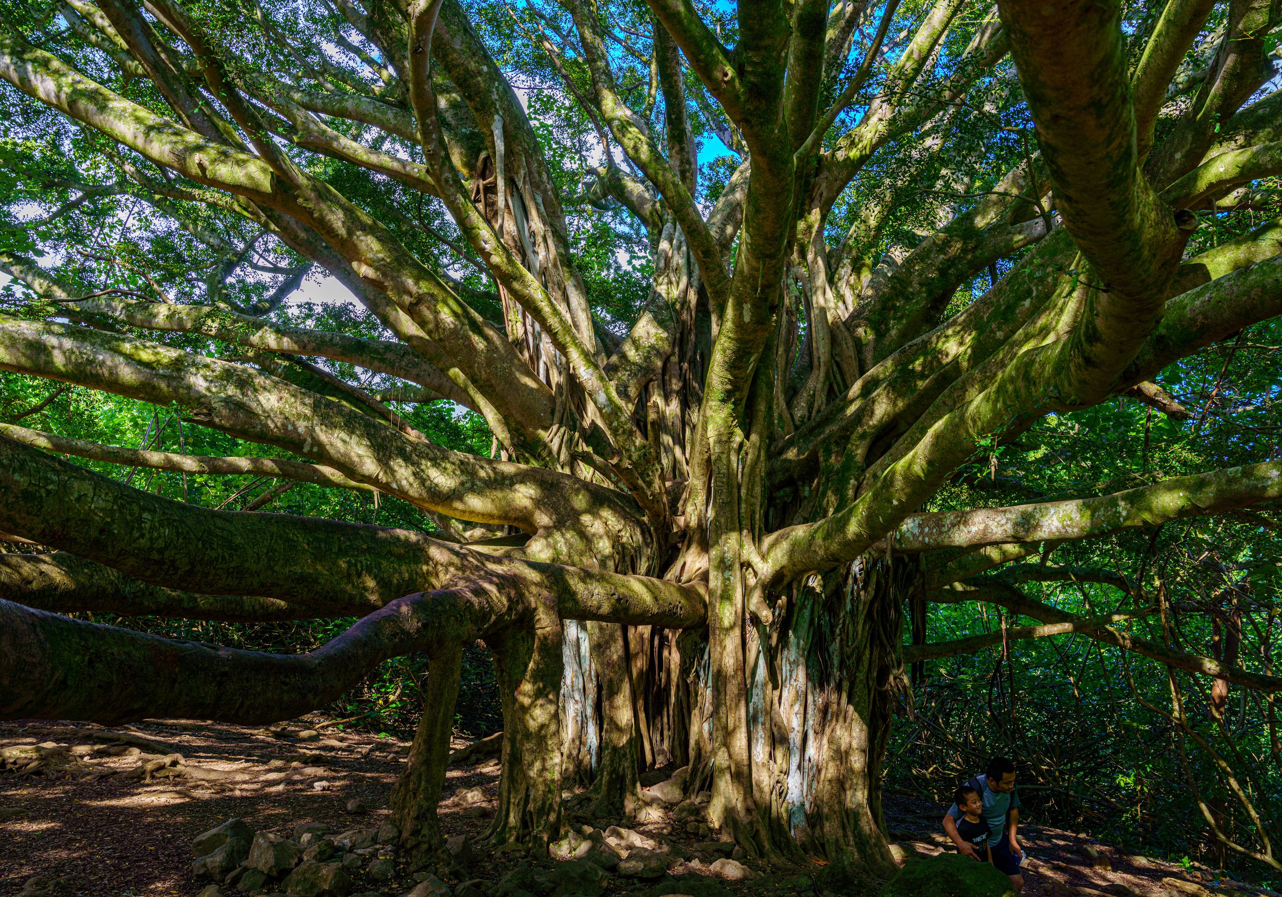  An amazing Banyan tree on the trail 