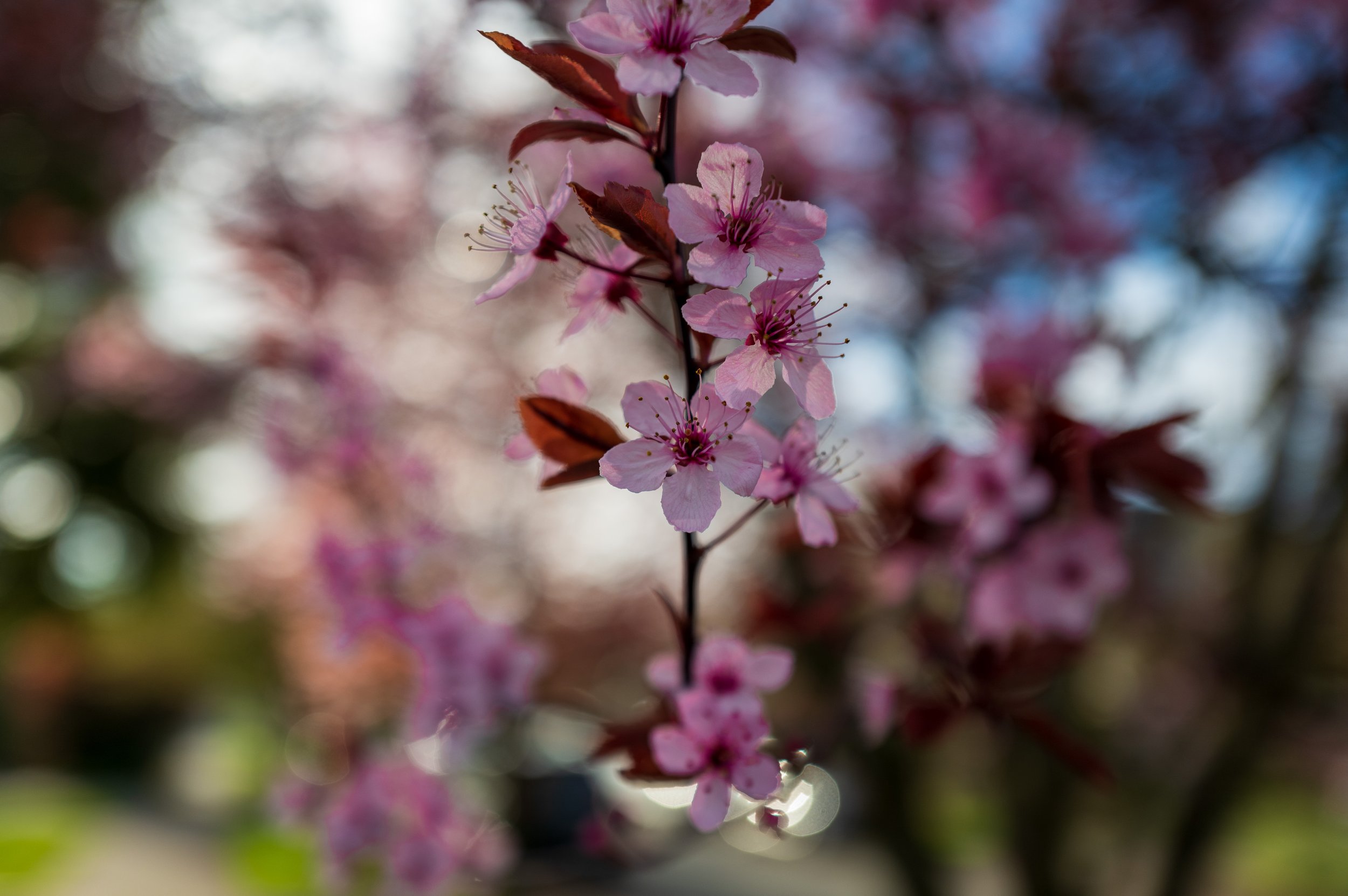  Spring blossoms 