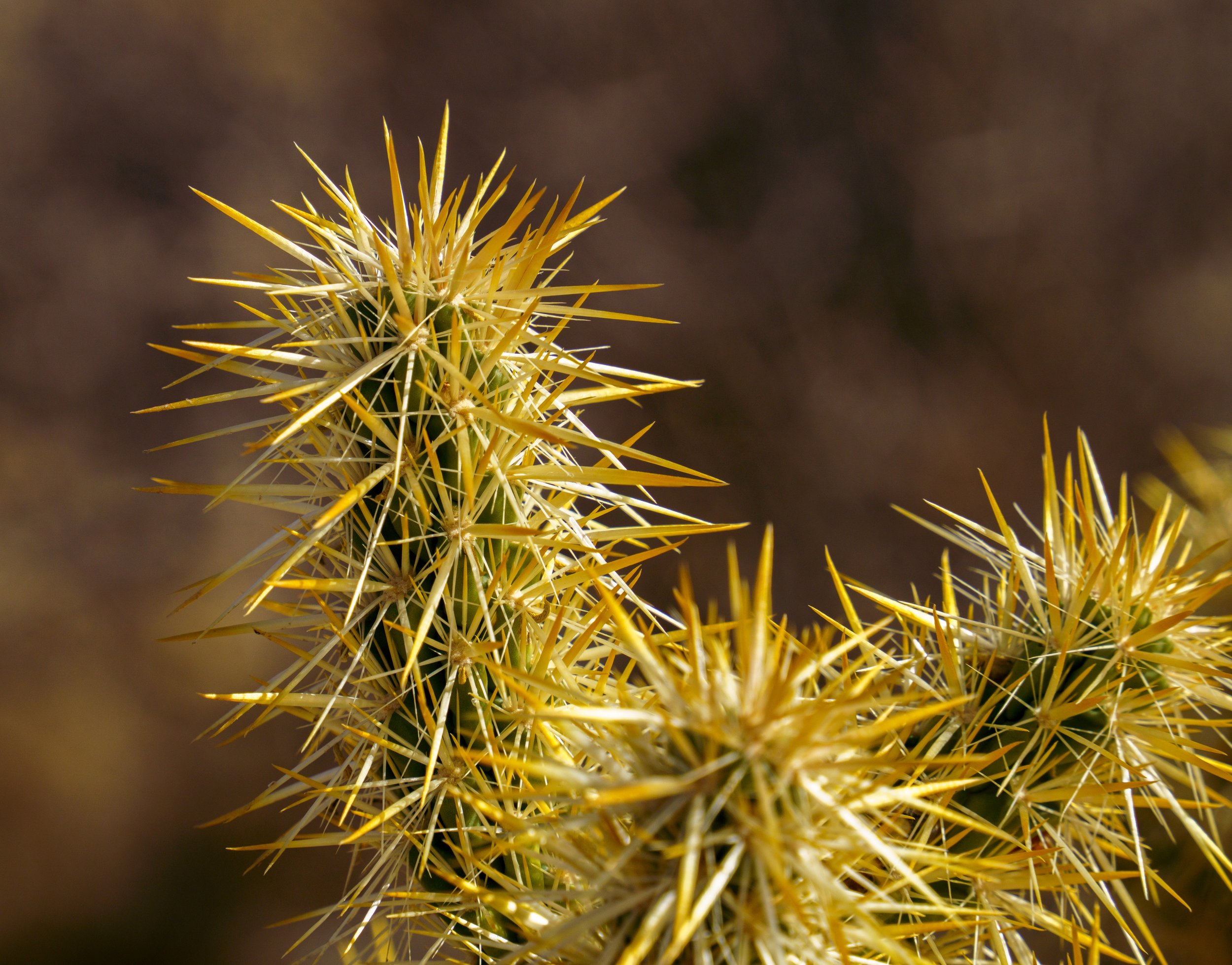  A cactus in Joshua Tree National Park 