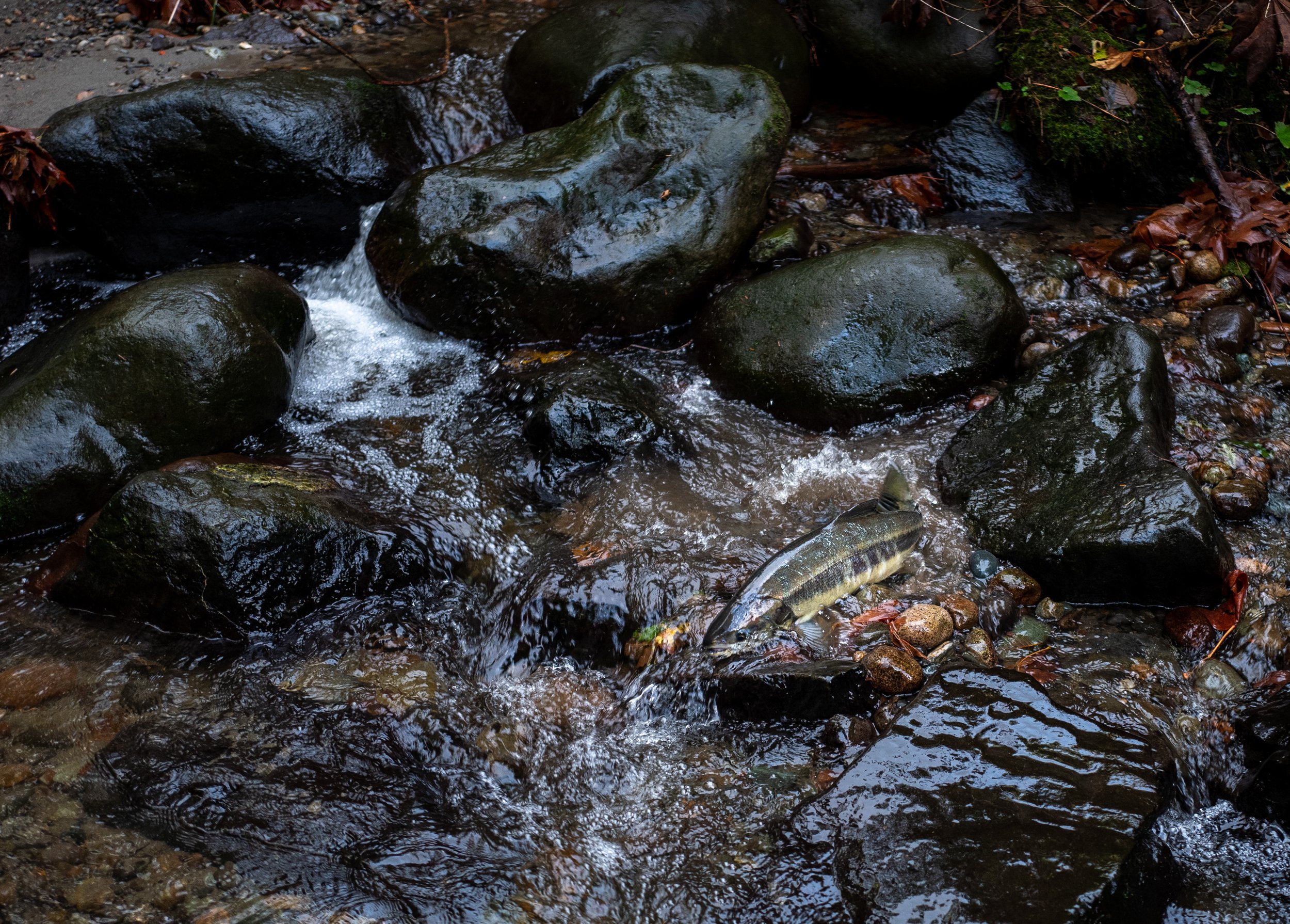  A coho salmon swimming upstream 