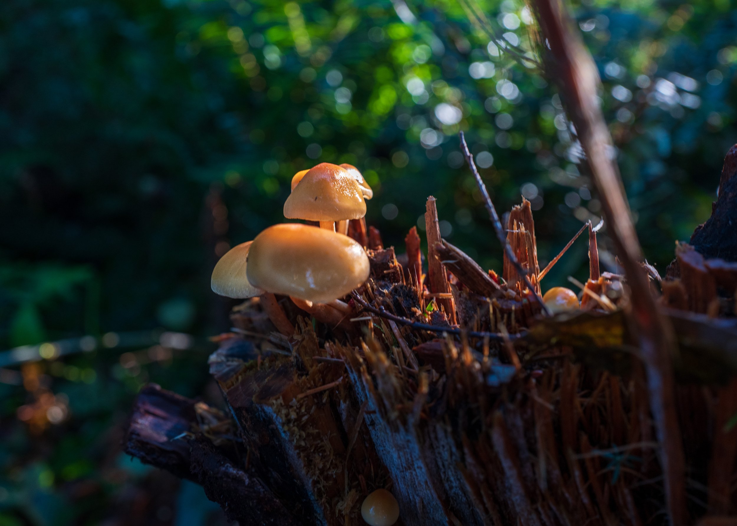  Tiny mushrooms 