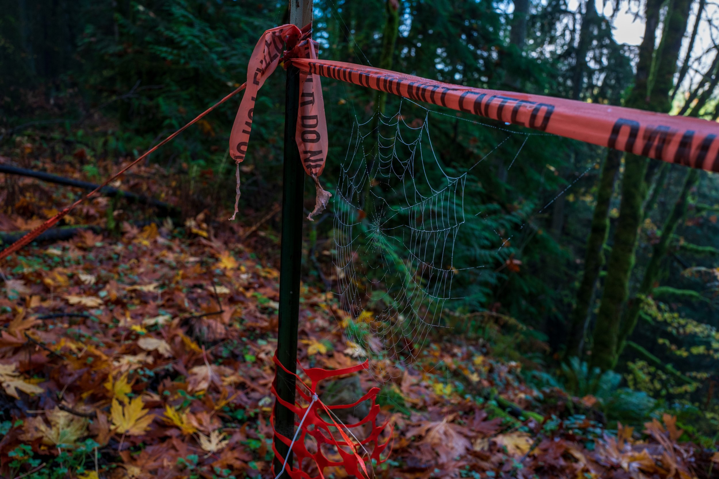  A spiderweb contrasting with the human-made signage 