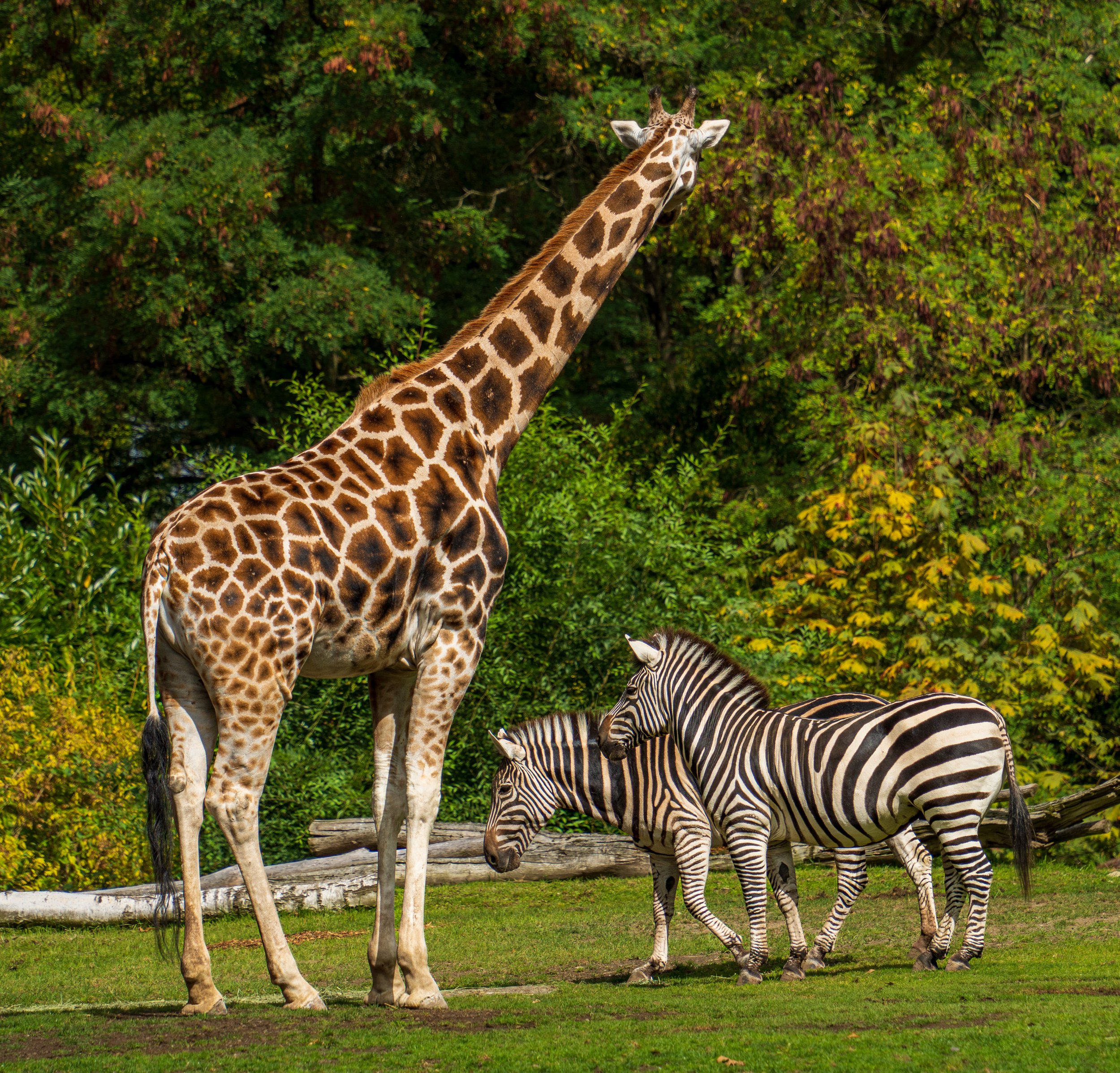  Some zebras pass by a giraffe 