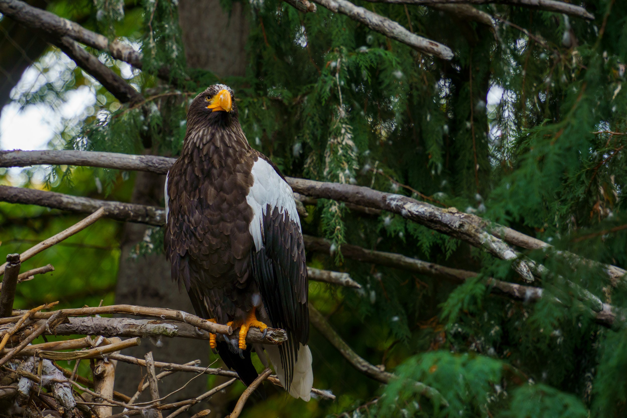  I believe this is a Steller’s sea eagle 