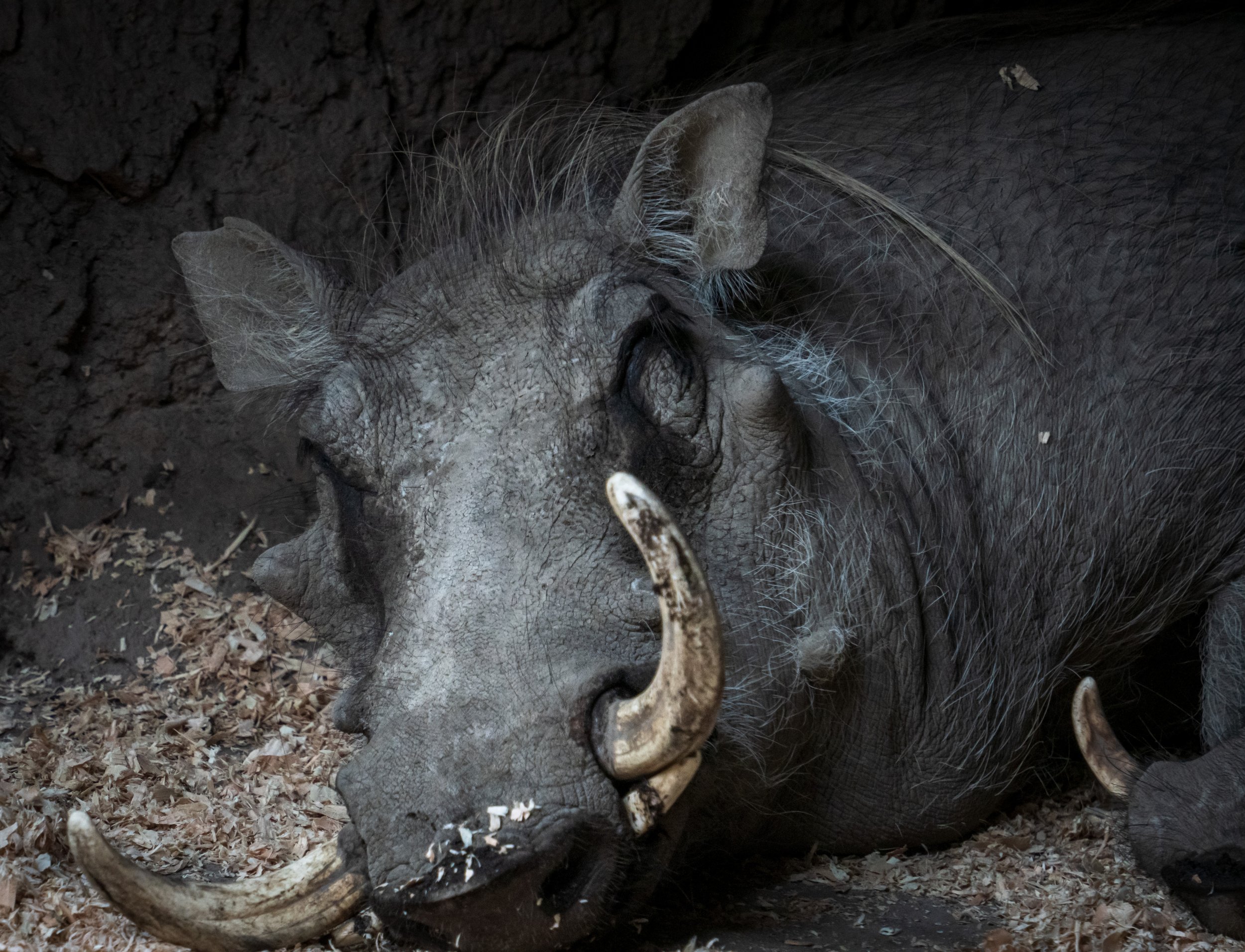  A resting warthog 