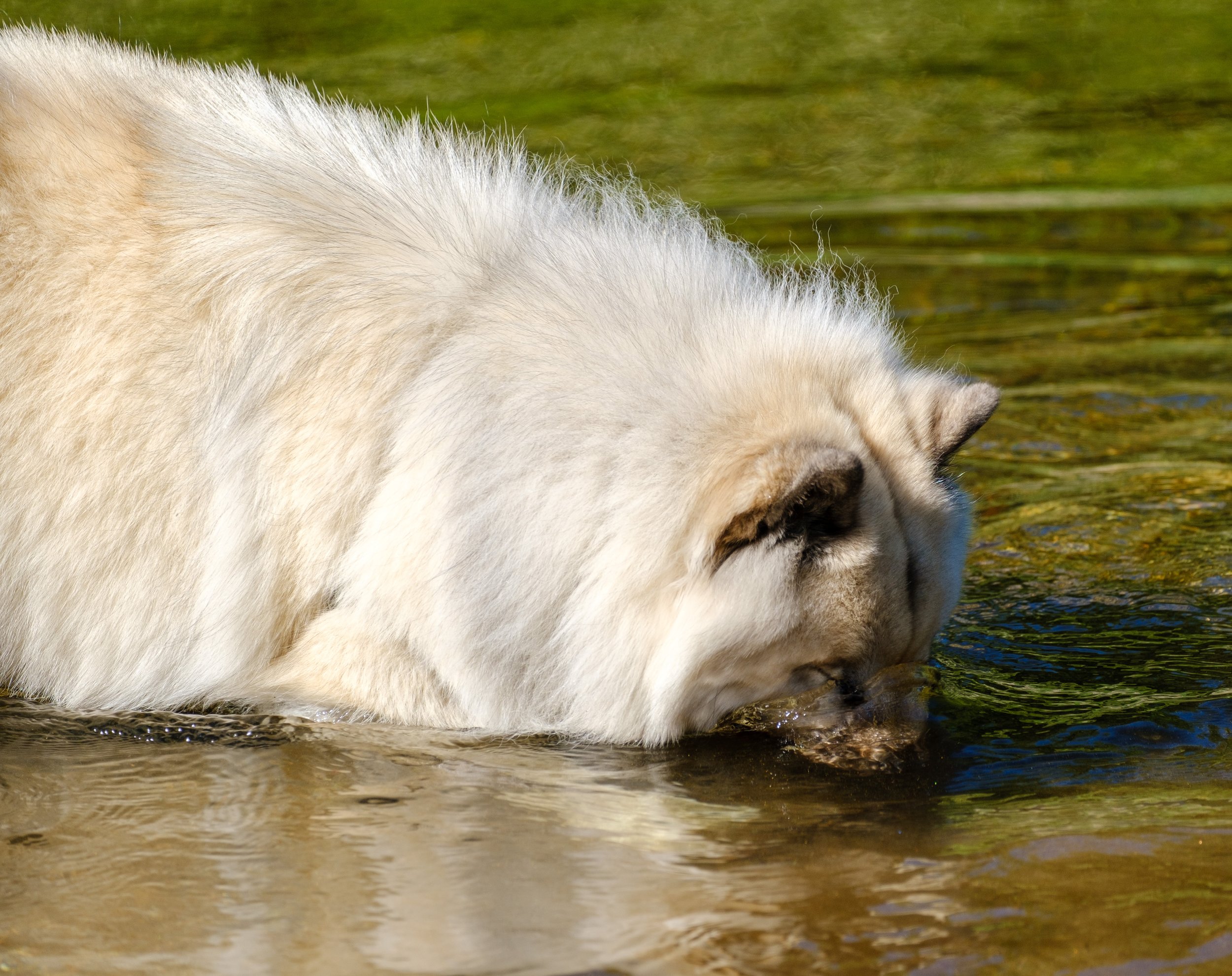  Albus…sniffing the water 