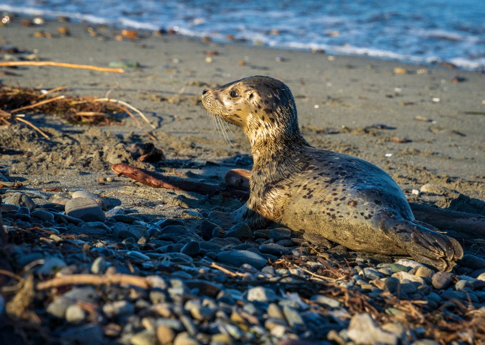  A surprise baby seal at Discovery Park 