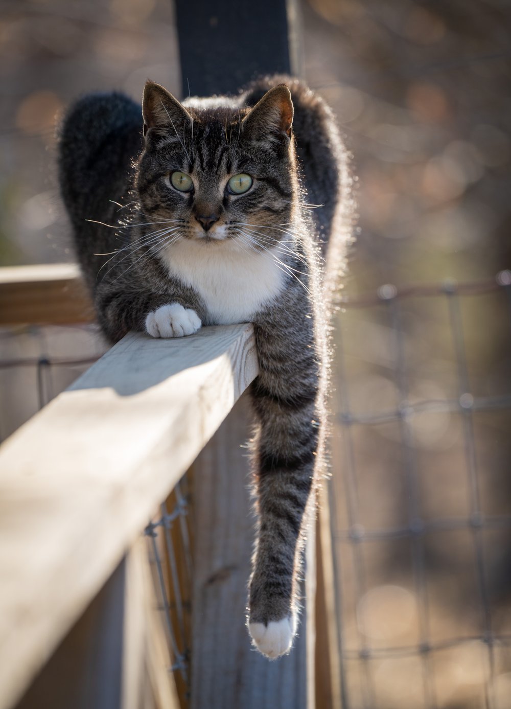 20220305-ILCE-7RM4-FE 100-400mm F4.5-5.6 GM OSS-008411229.jpg