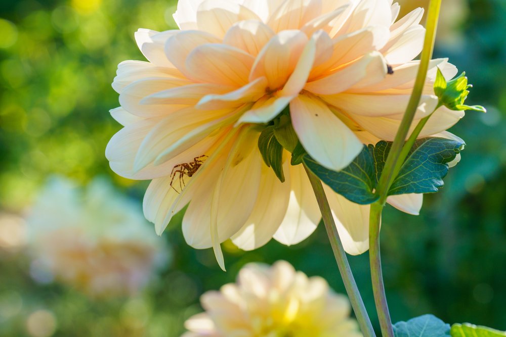 20220828-ILCE-7RM4-70 mm-012423631.jpg