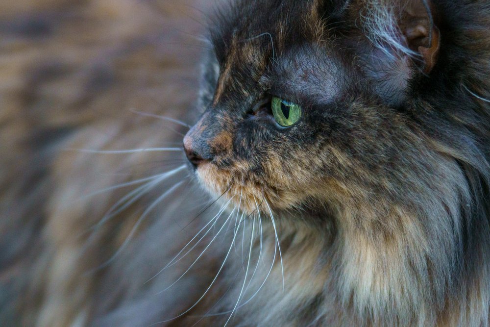  Trying out a new zoom lens on Caprica 