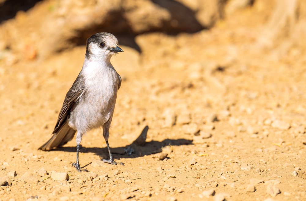  A cute little Canada Jay 