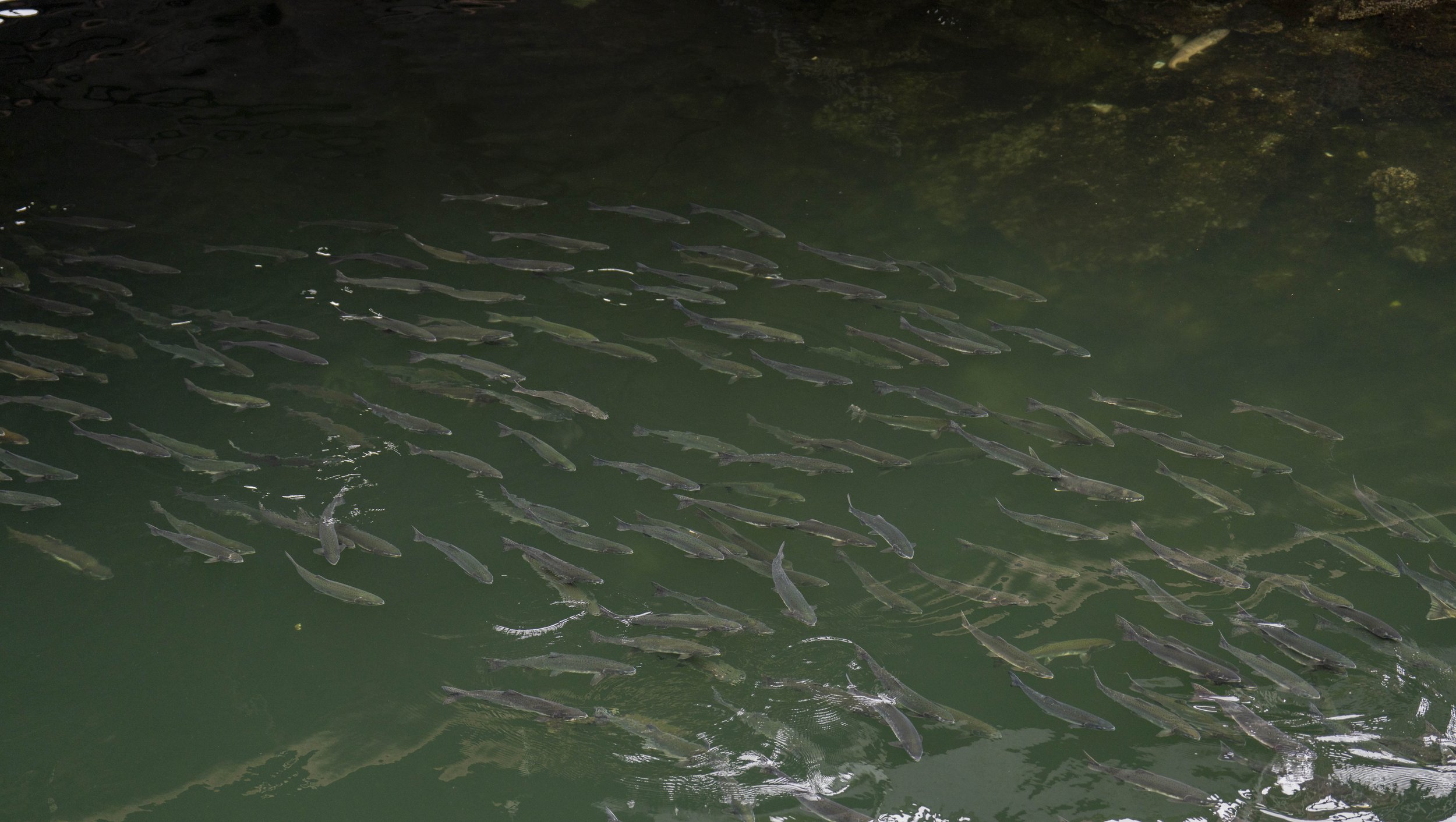 Dozens of salmon swimming up a greenish river.