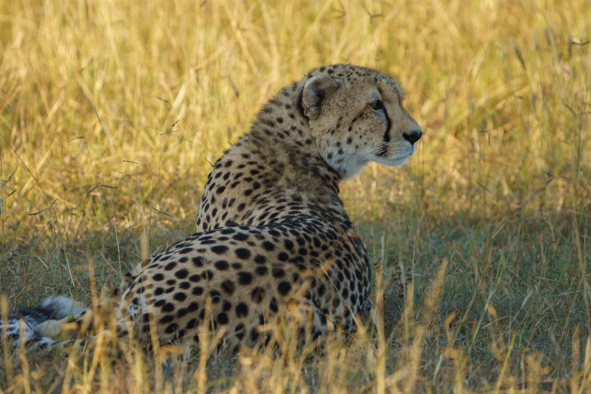 The mother cheetah checking out some sounds (photo/Jason Rafal)