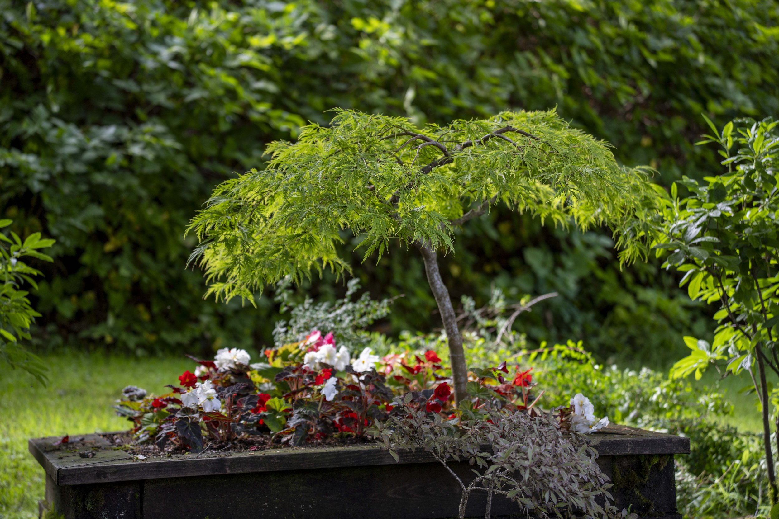 A Japanese maple tree in a large flower box.