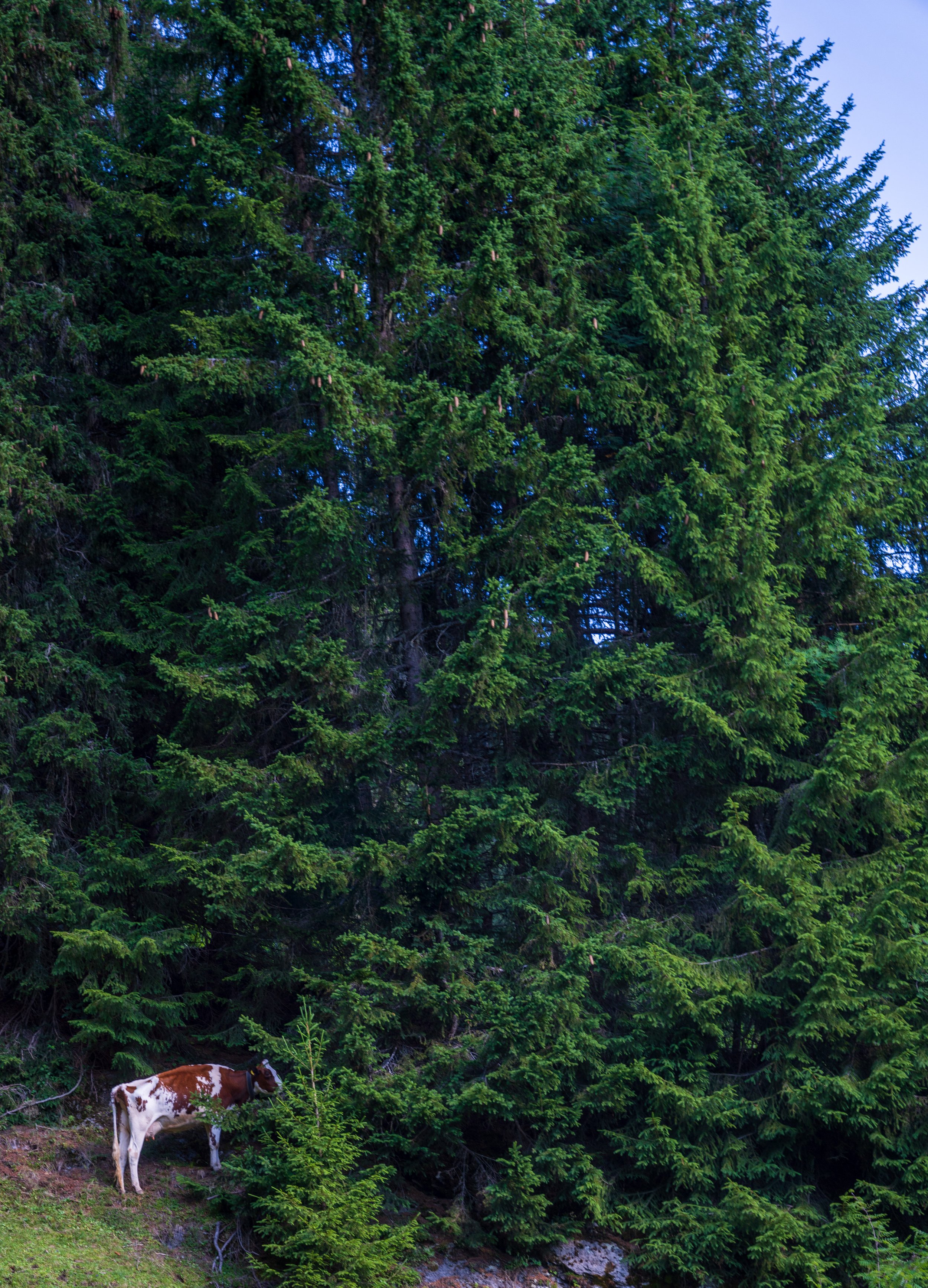 A whole meadow and this cow was looking for food under a pine tree (photo/Jason Rafal)