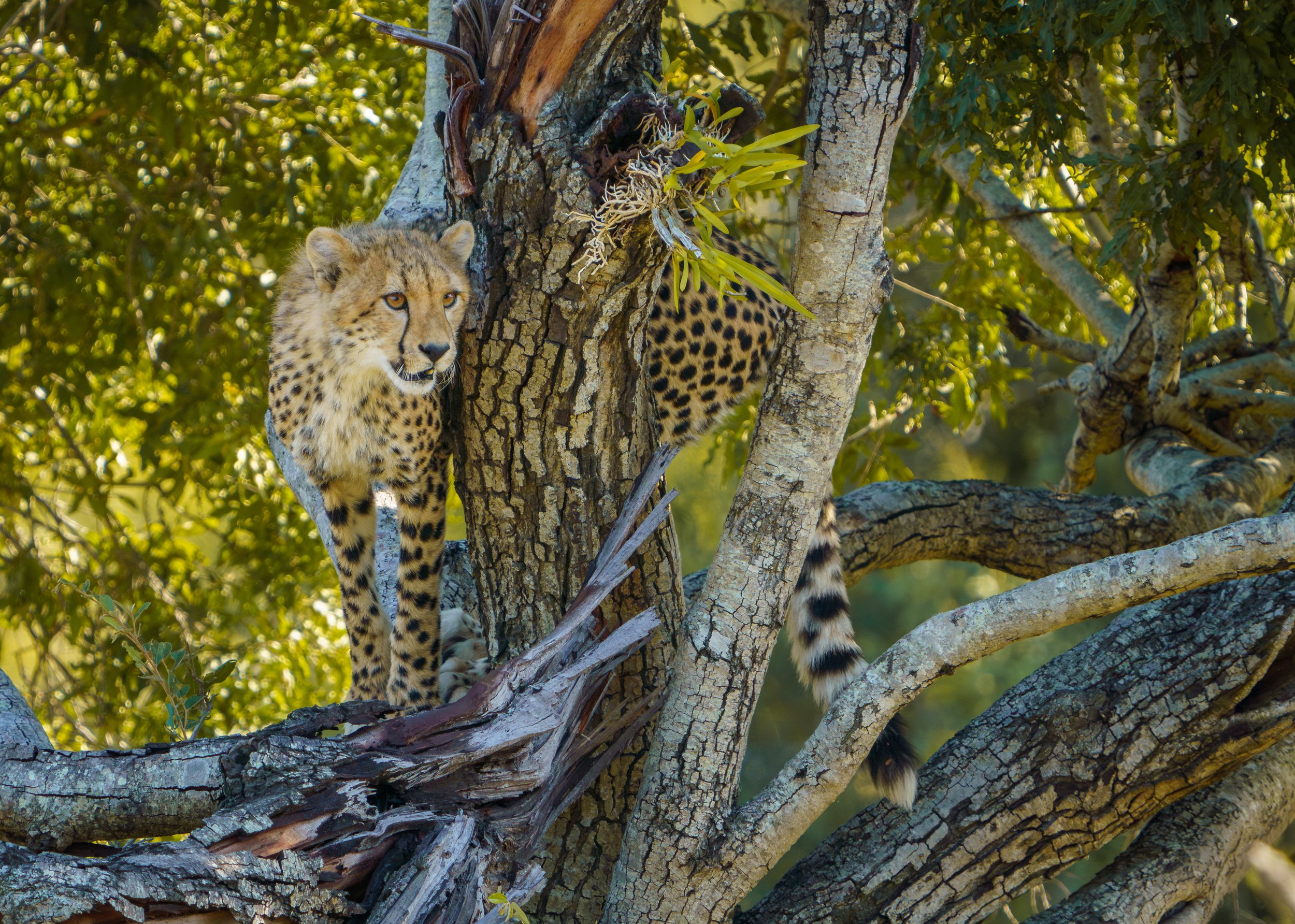 He watched us for a few minutes (photo/Jason Rafal)