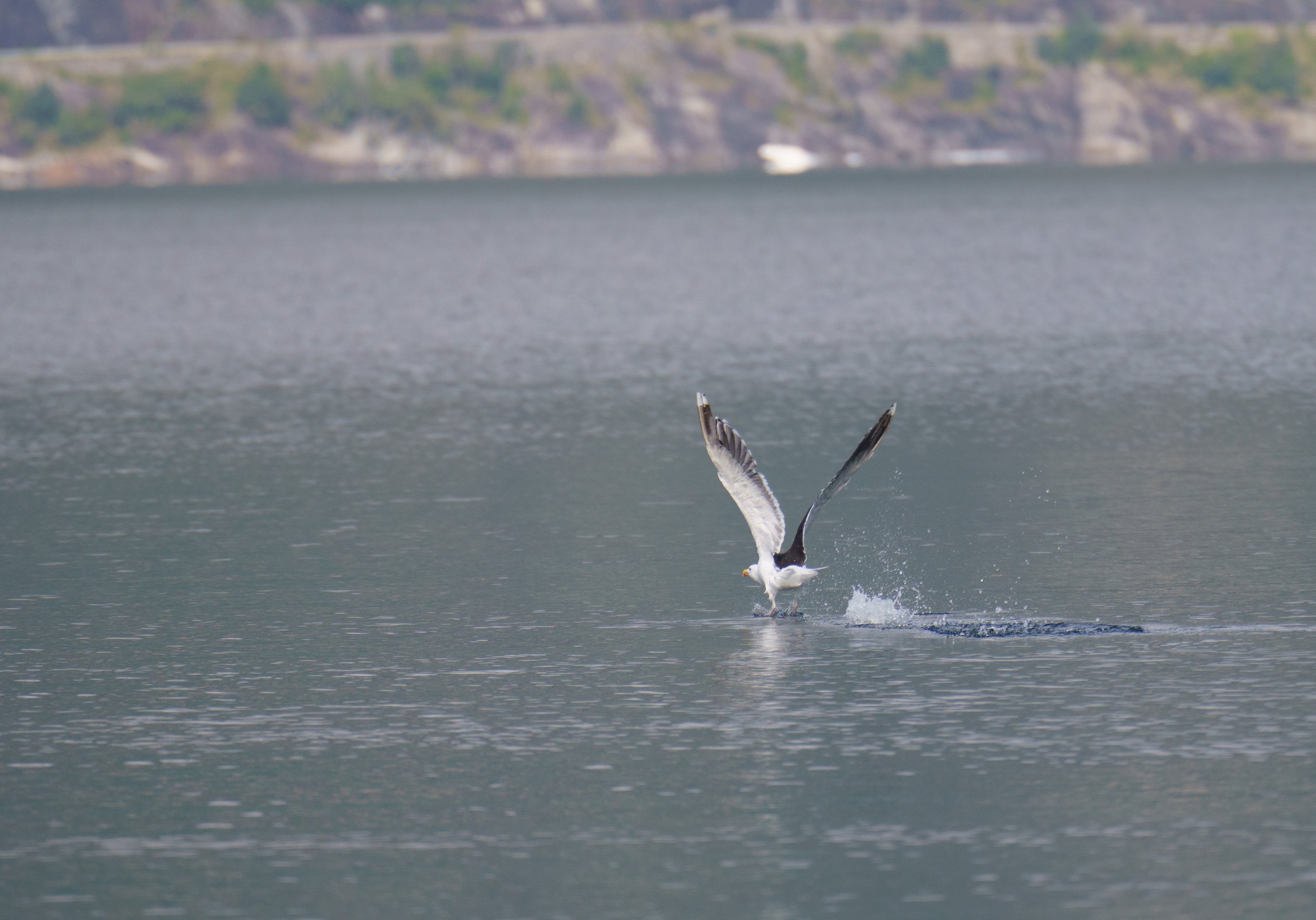 Jason continues to improve his bird photography (photo/Jason Rafal)