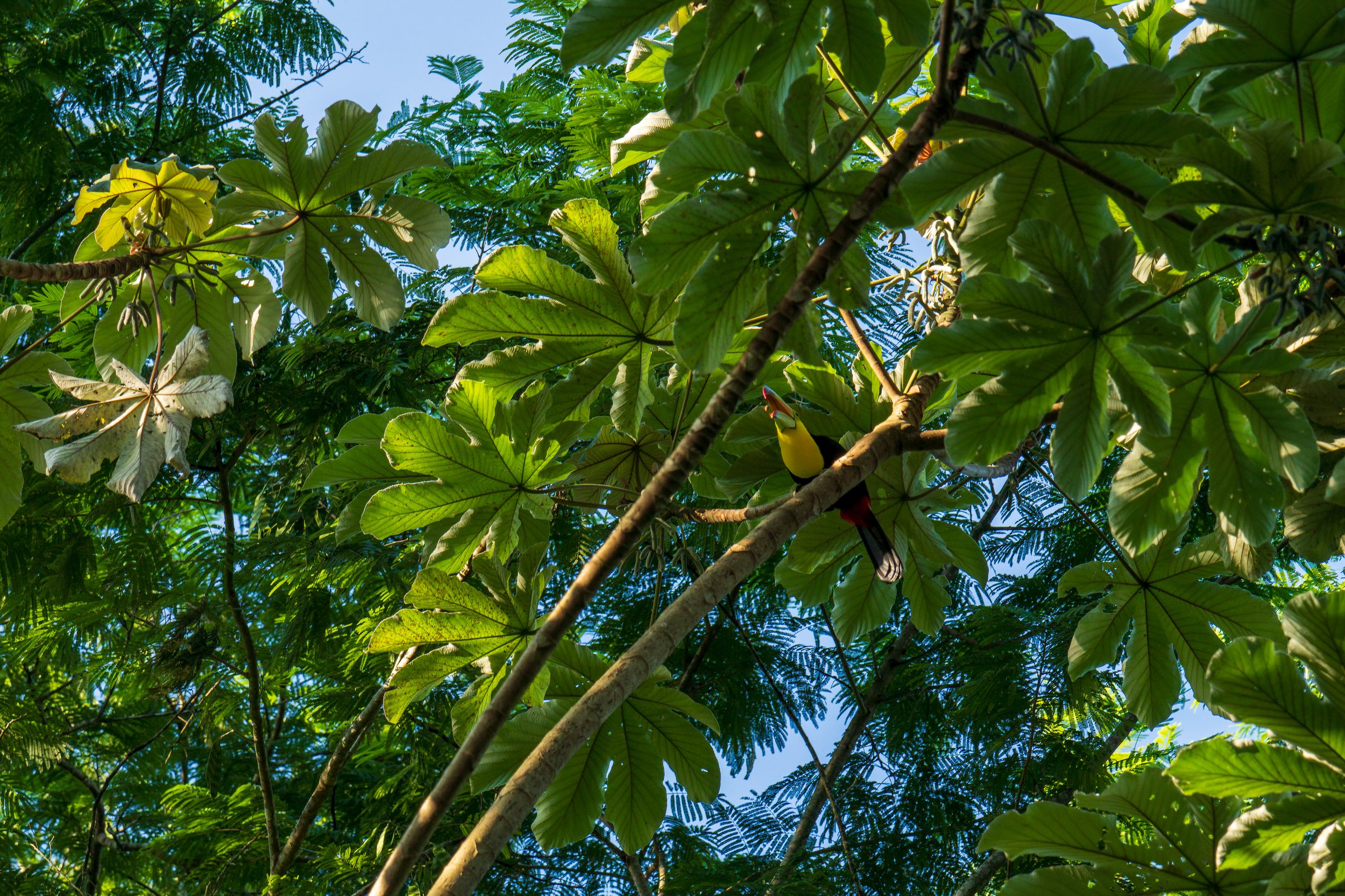  Another toucan, this one with a nut in its mouth (photo/Jason Rafal) 