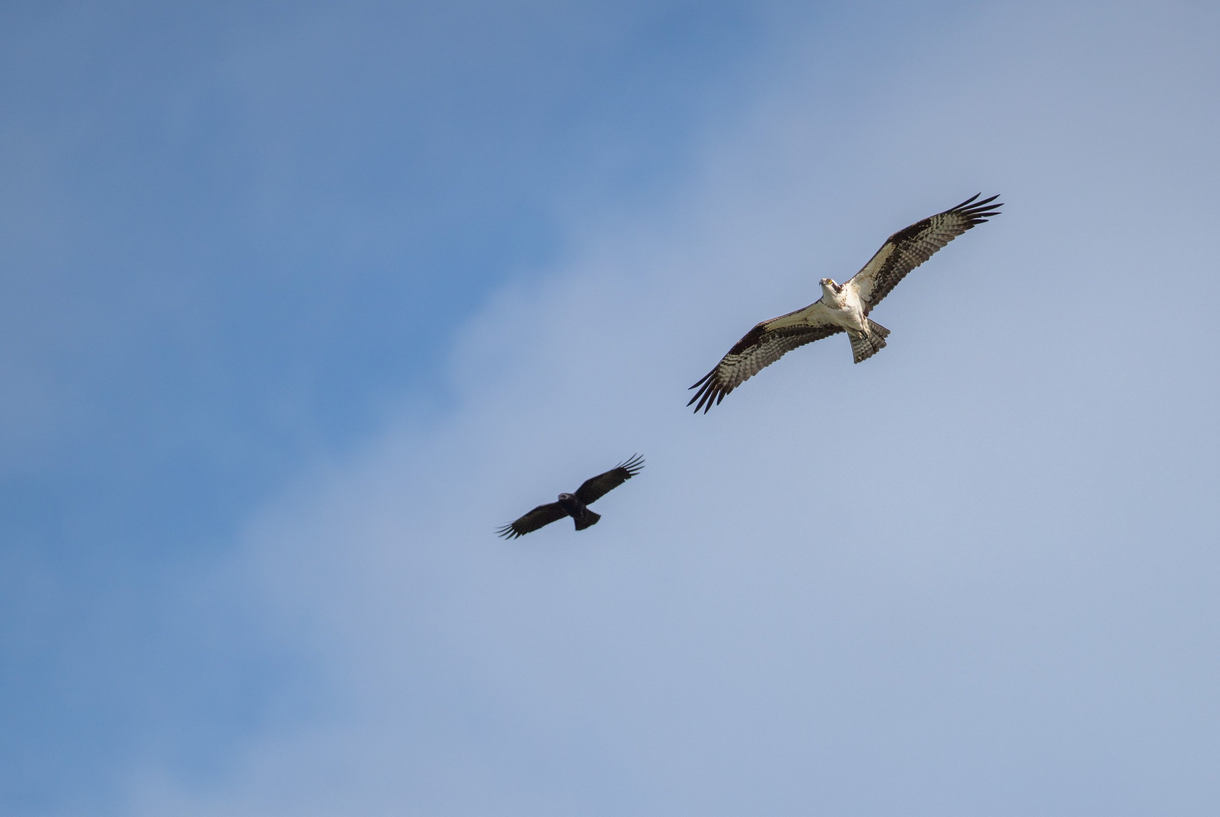 Two birds flying in the sky.