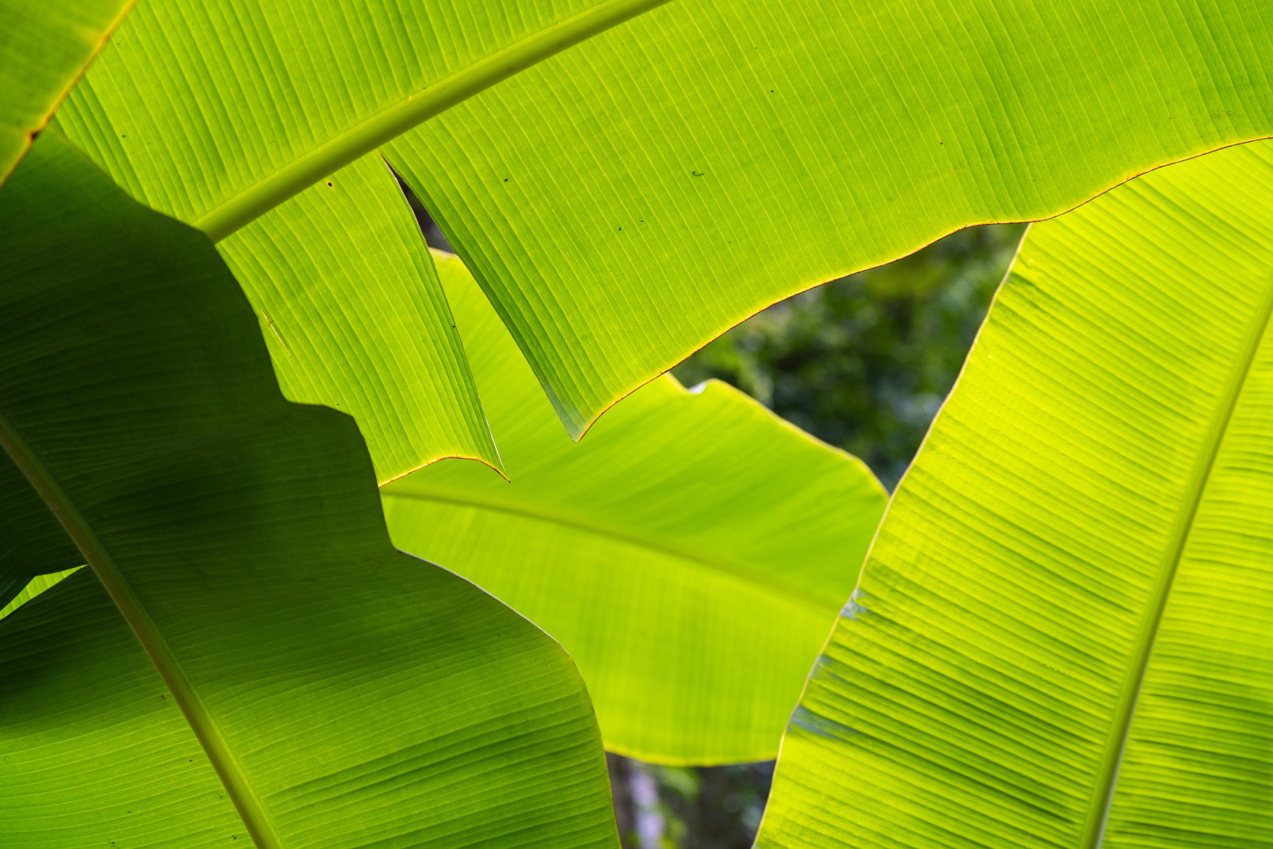 Looking up through giant leaves (photo/Jason Rafal)
