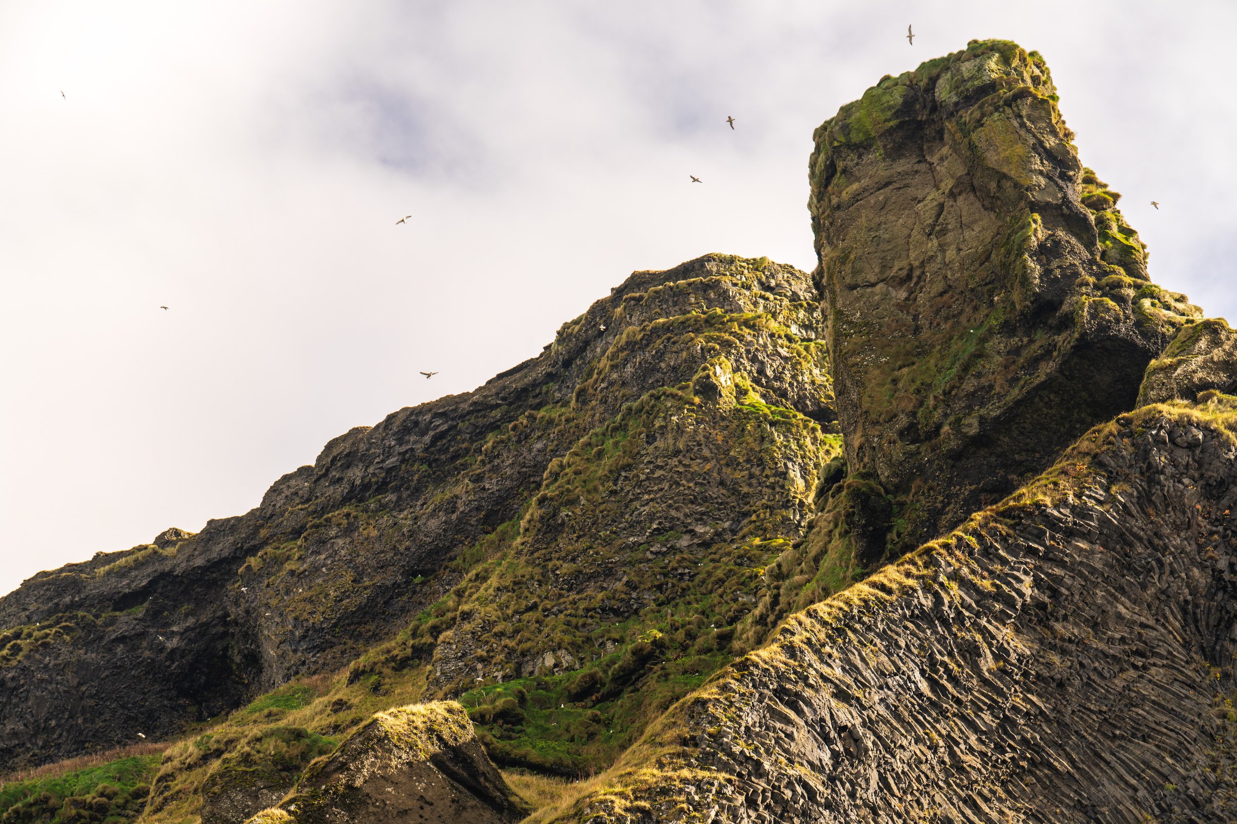  Seagulls flying above the rocks (photo/Jason Rafal) 