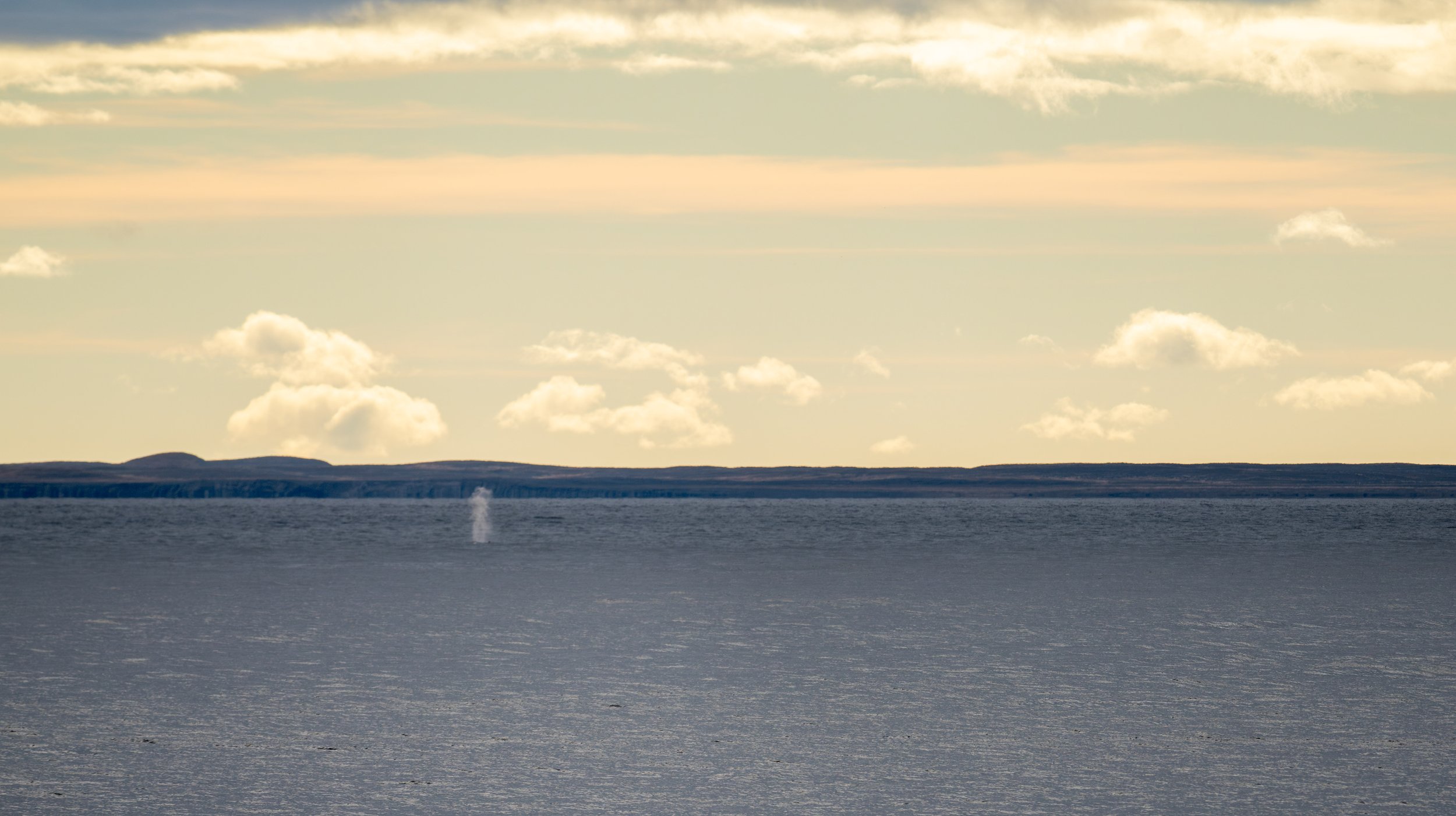  A sei whale in the distance (photo/Jason Rafal) 