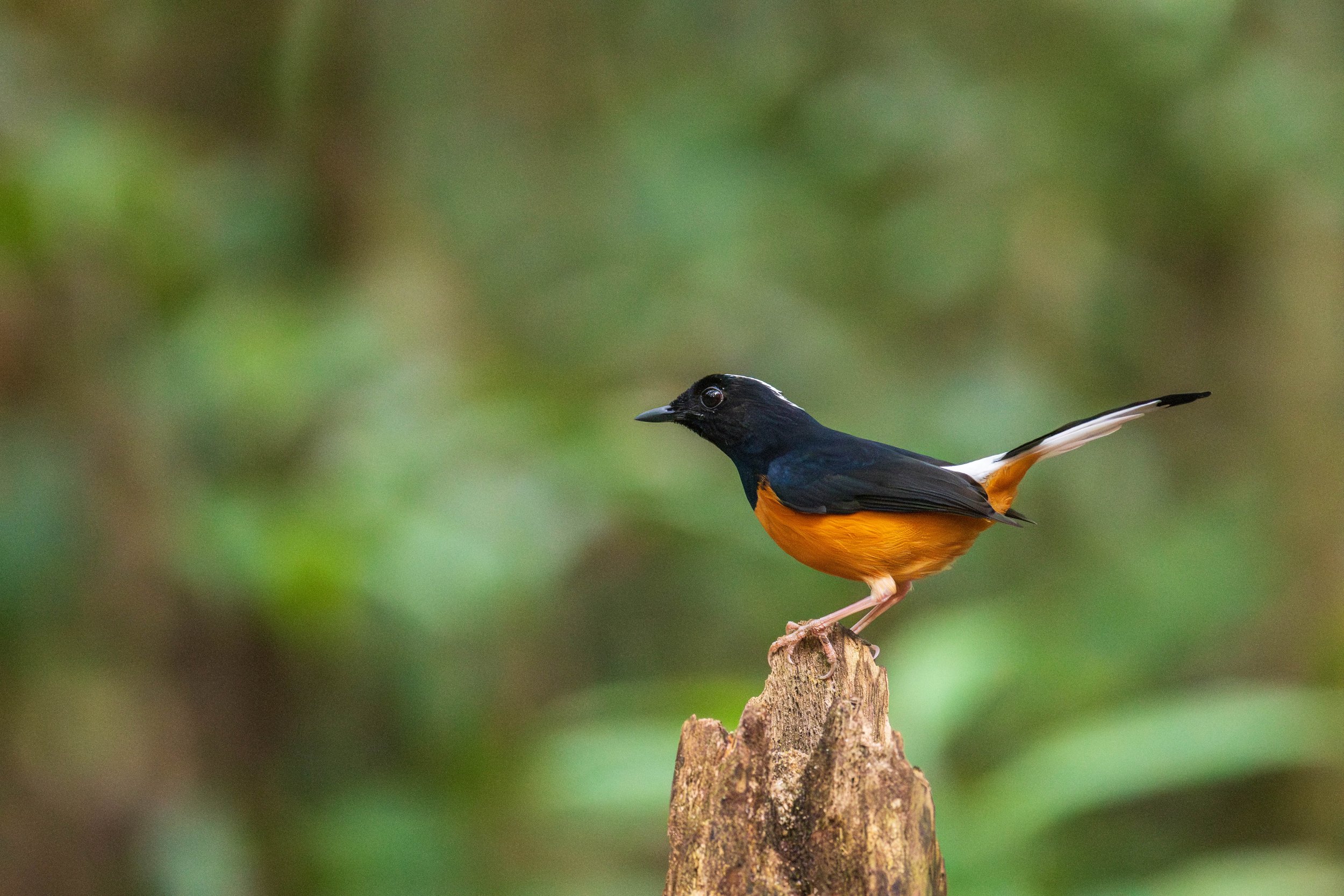 A black, orange, and white bird on a branch.