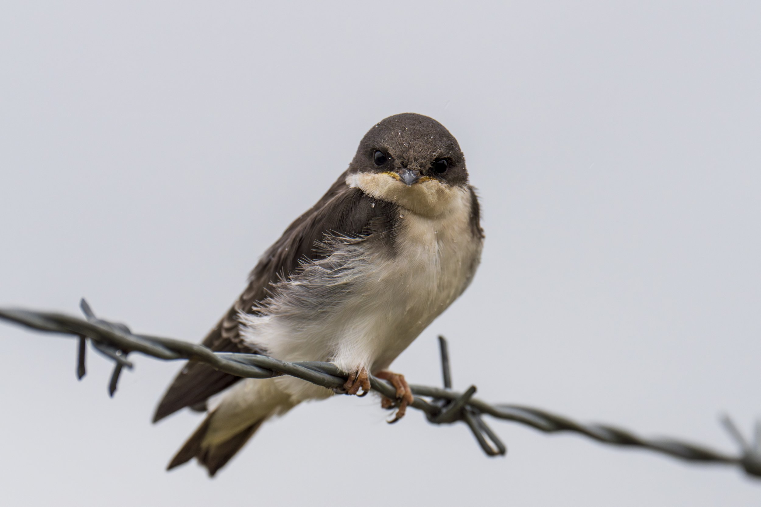  Glaring at the camera (photo/Jason Rafal) 