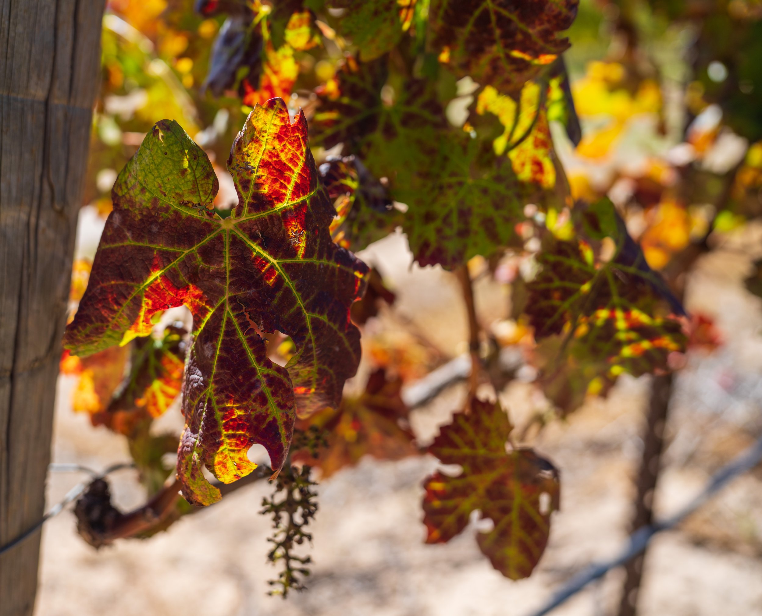  Fall colors on the vines (photo/Jason Rafal) 