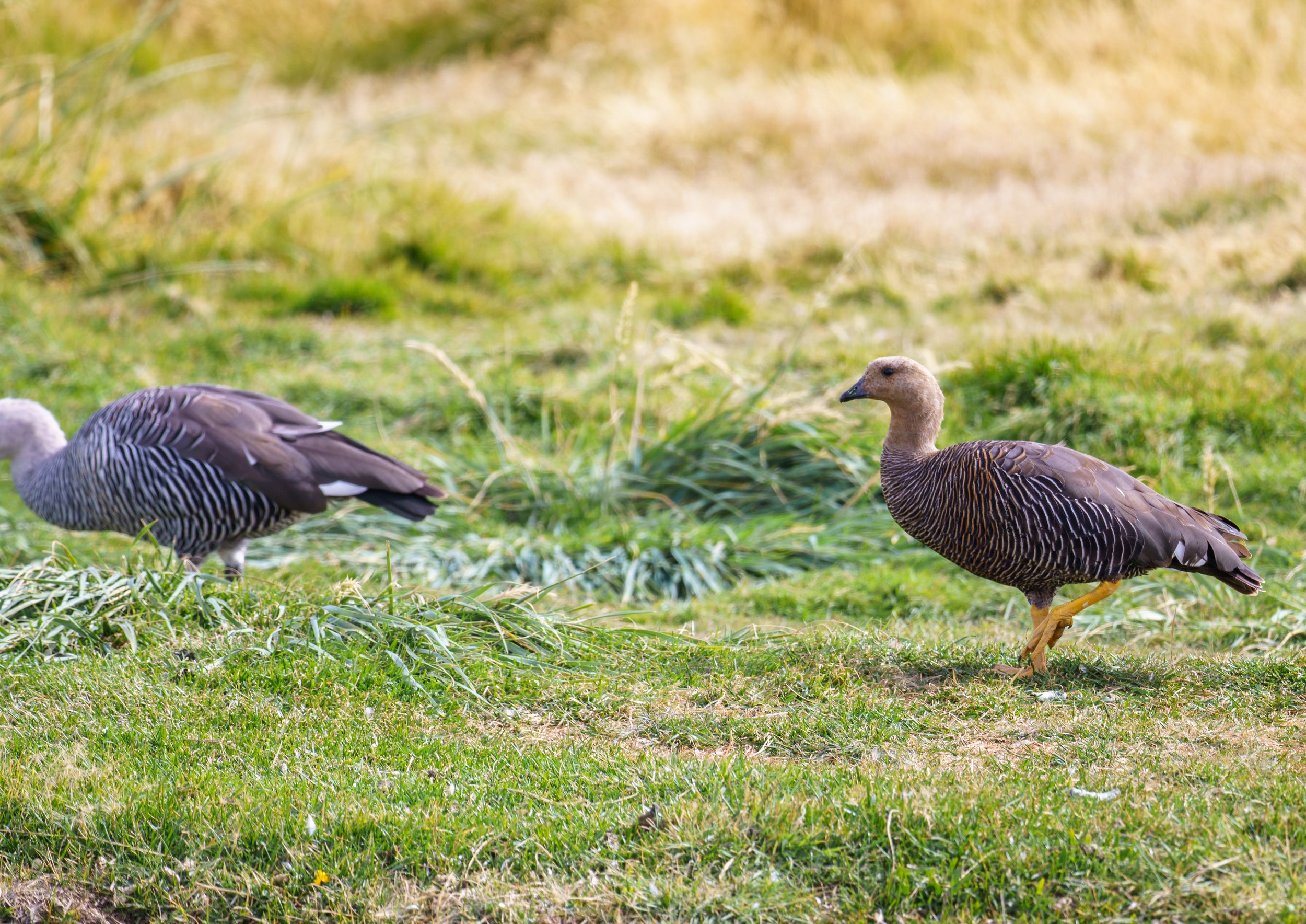  Upload geese living near the penguins (photo/Jason Rafal) 