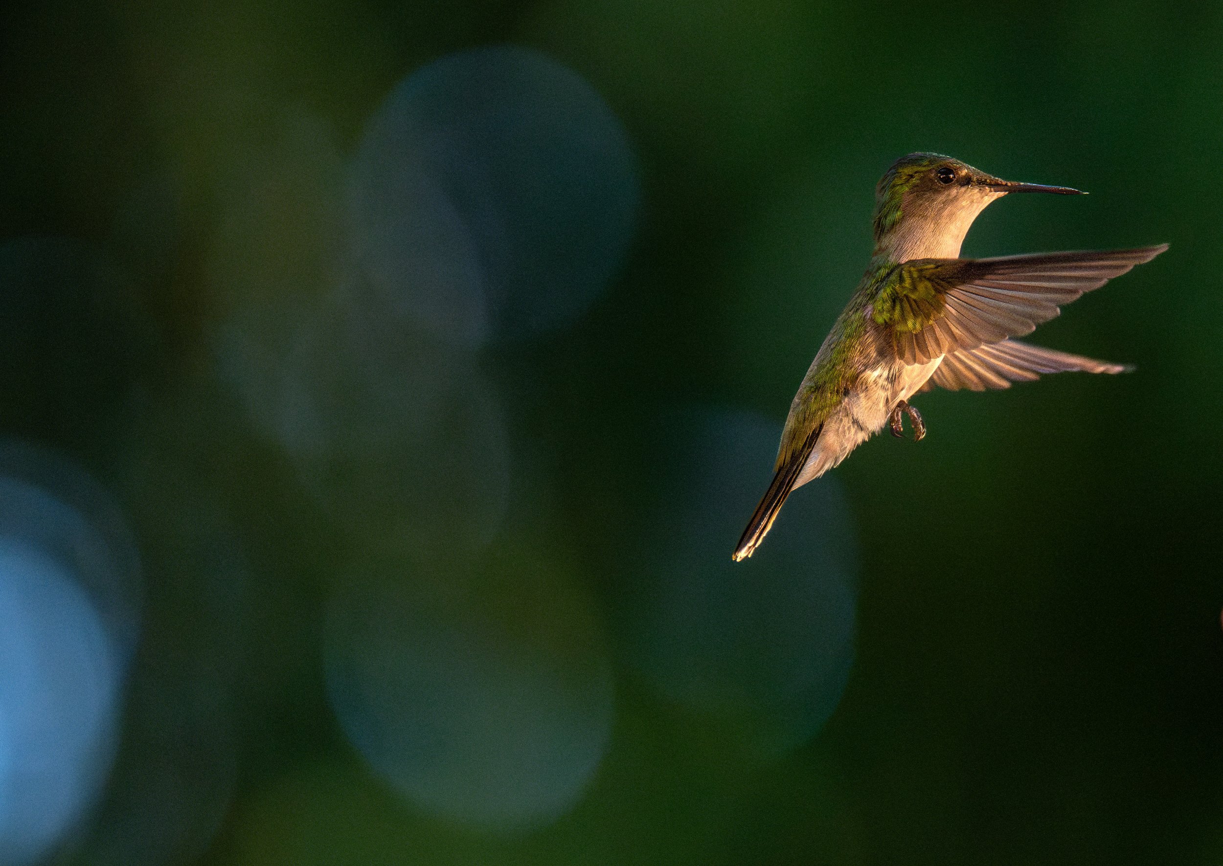 Another little guy (photo/Jason Rafal)