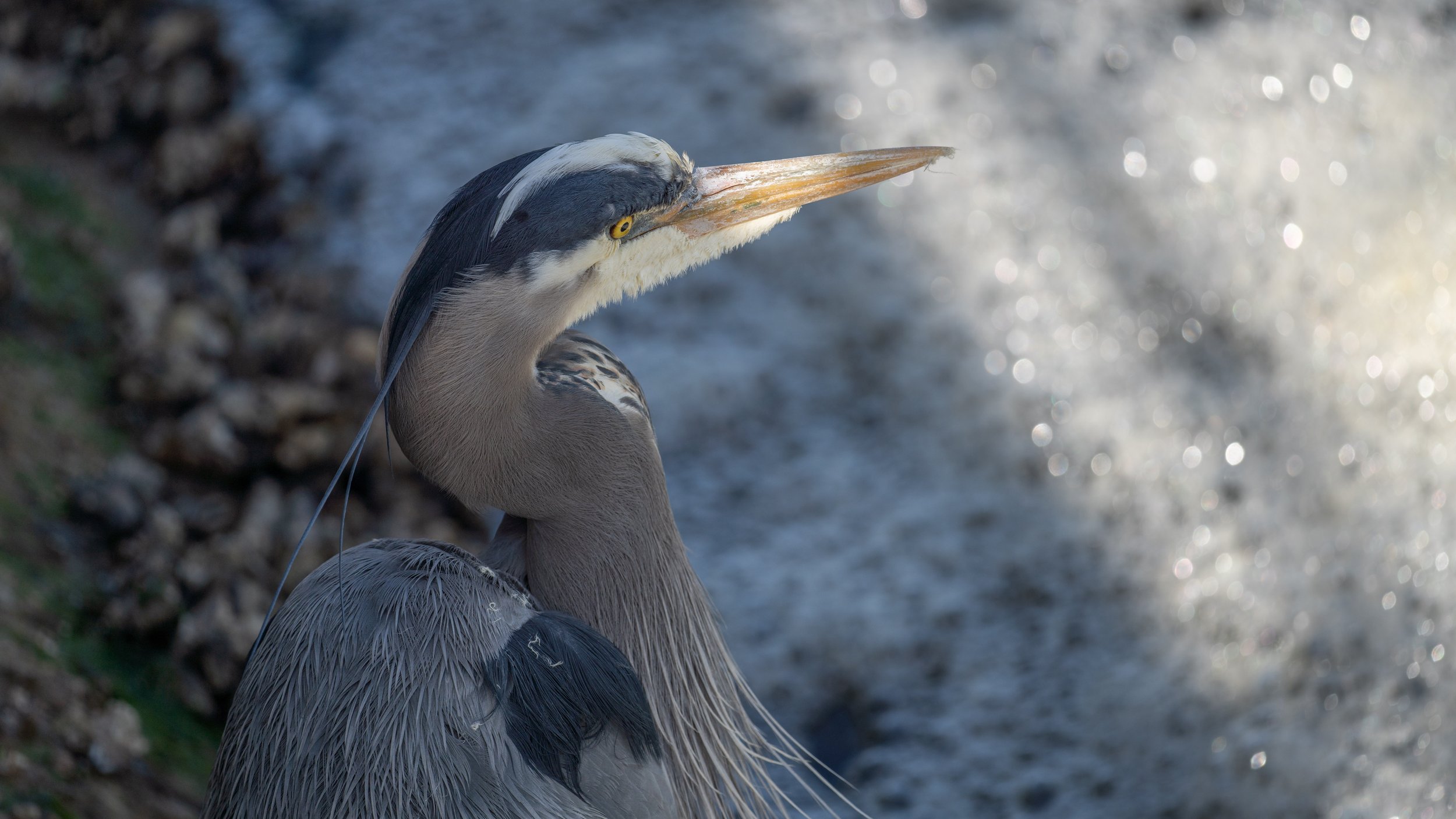  A majestic great blue heron (photo/Jason Rafal) 