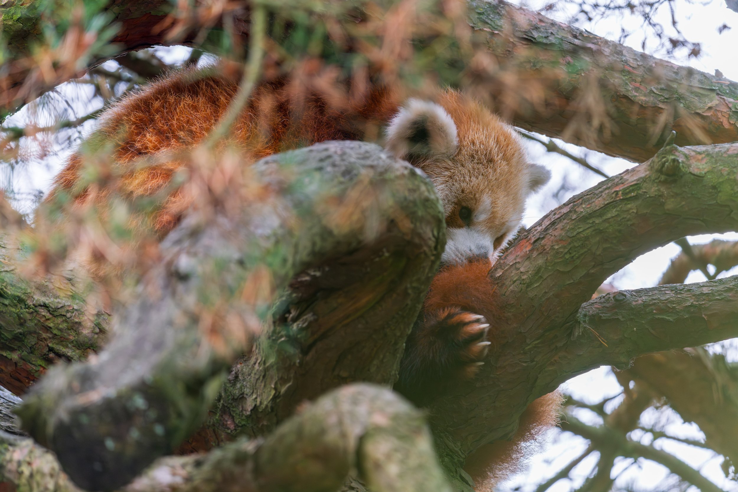  The elusive red panda, a personal favorite (photo/Jason Rafal) 
