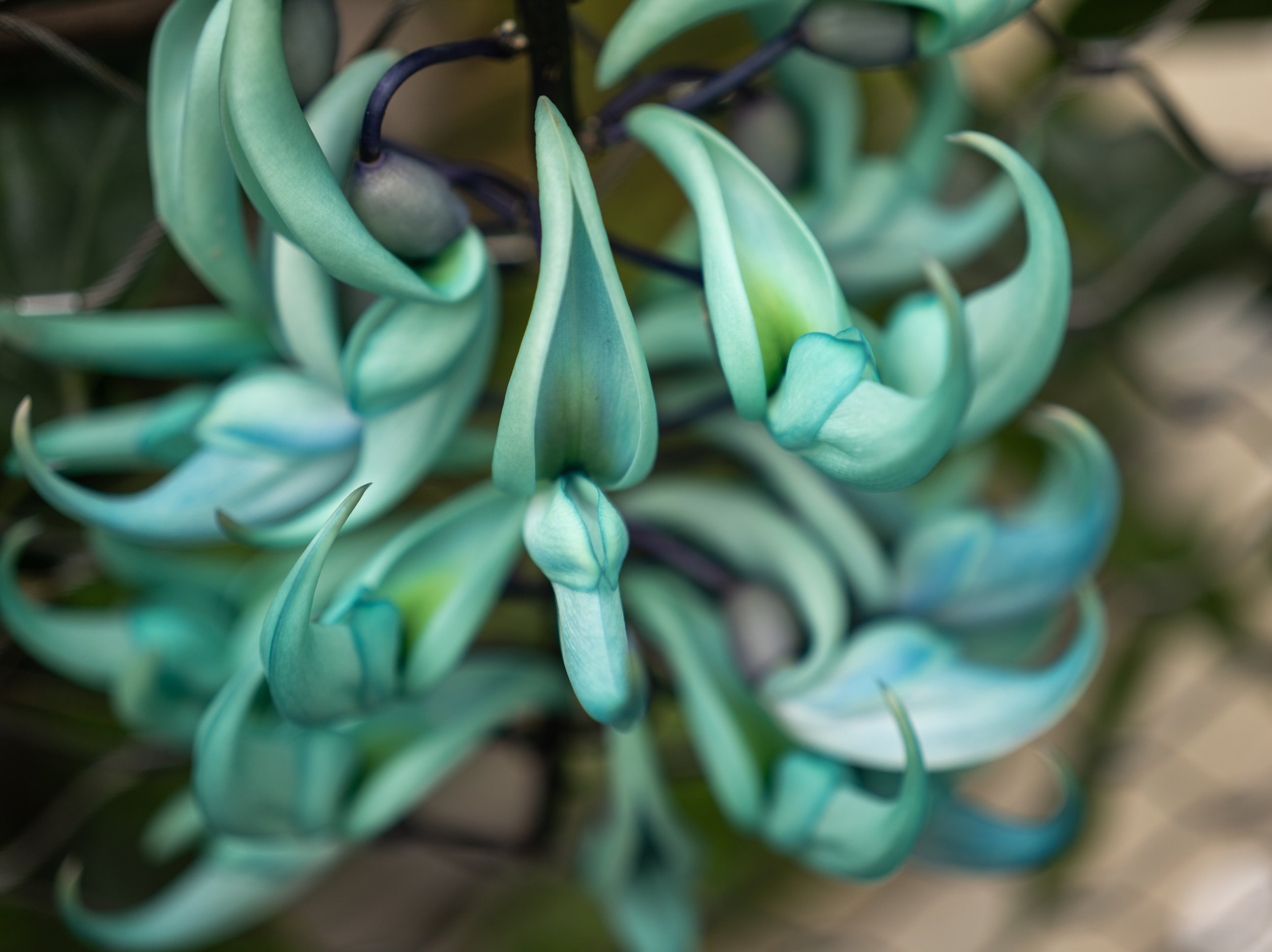 Close-up image of a blueish green leafy plant.