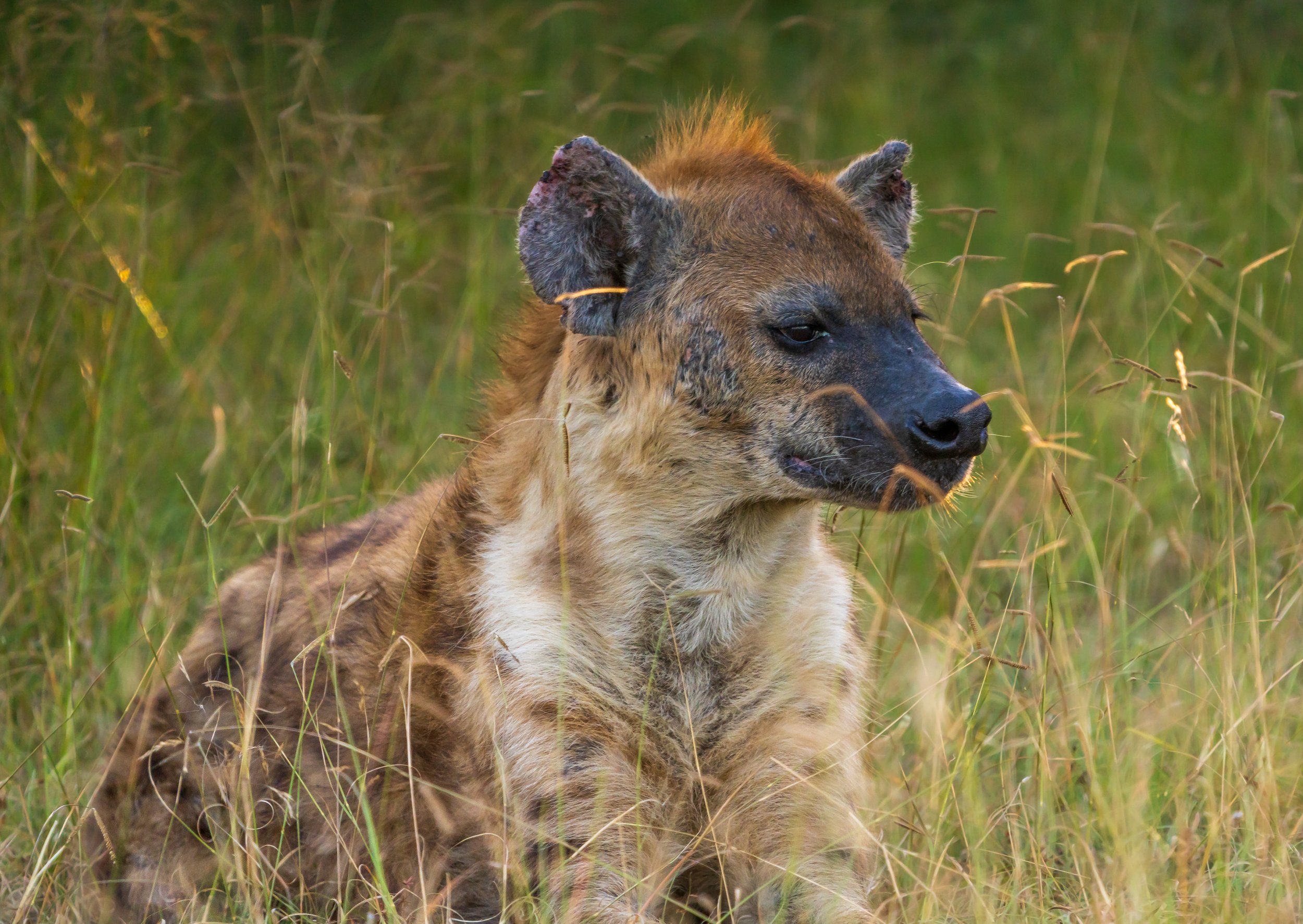 Look at the beat up ears on this hyena (photo/Jason Rafal)