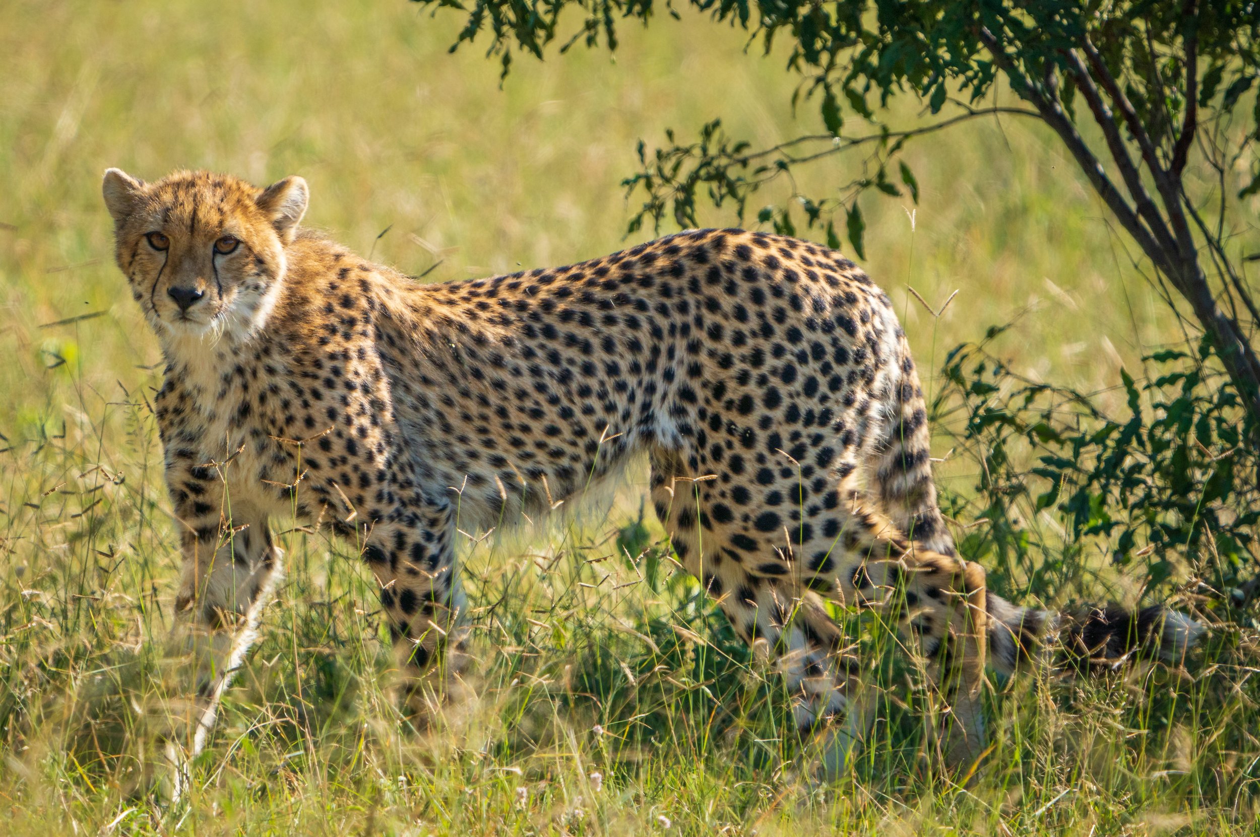 The mother cheetah watching us (photo/Jason Rafal)