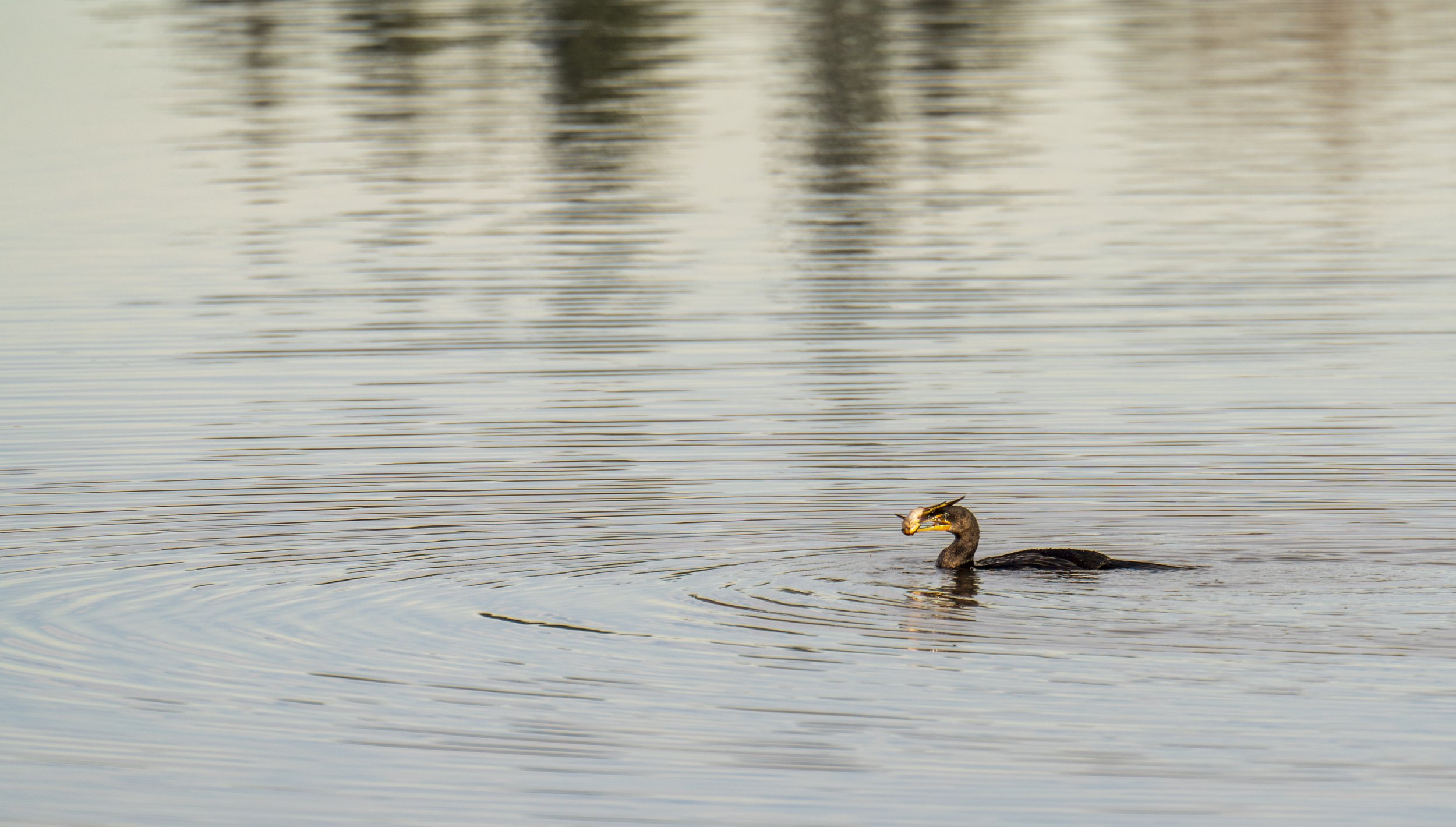  A cormorant with a treat (photo/Jason Rafal) 