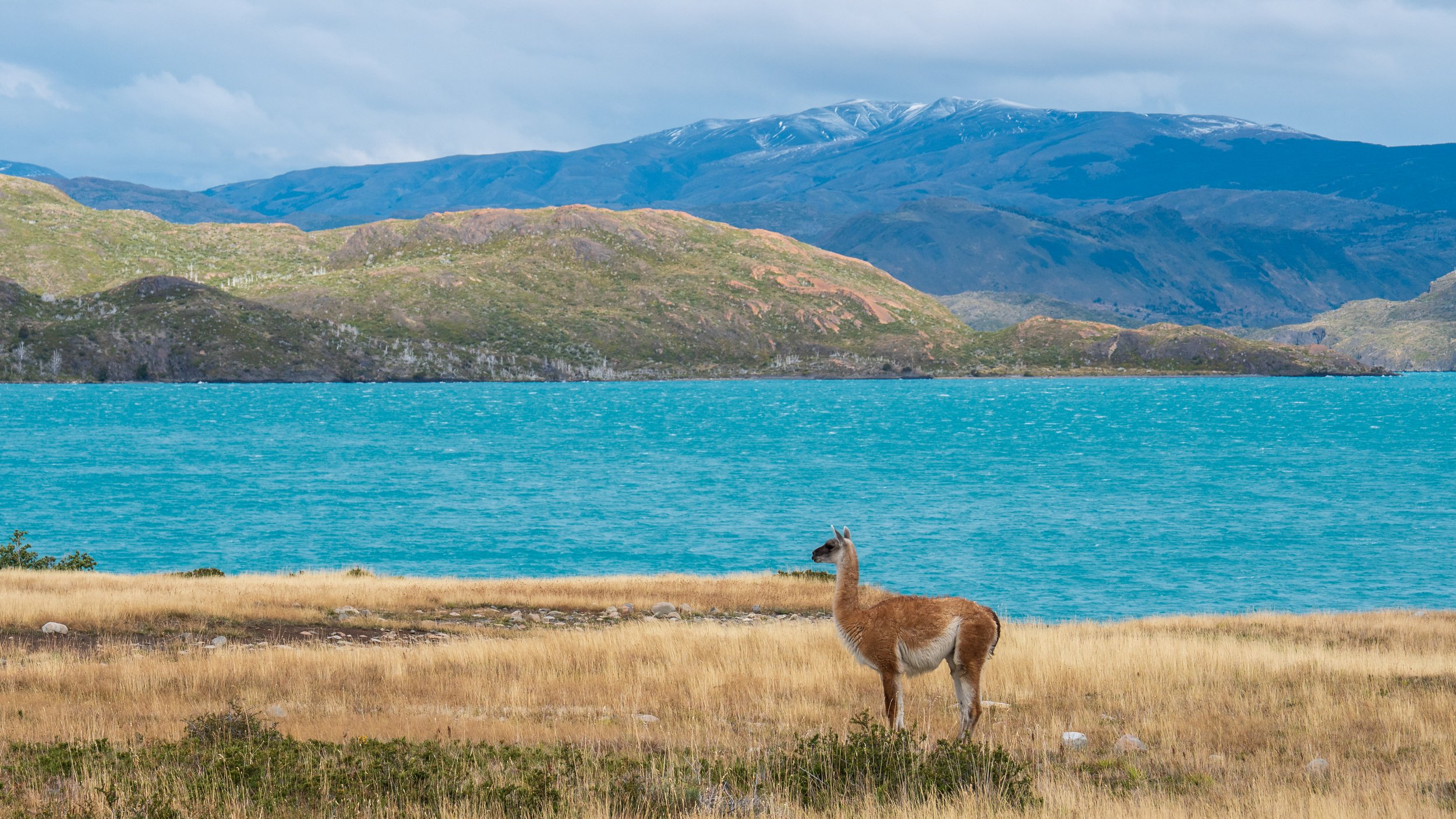  A guanaco poses in front of the lake (photo/Jason Rafal) 