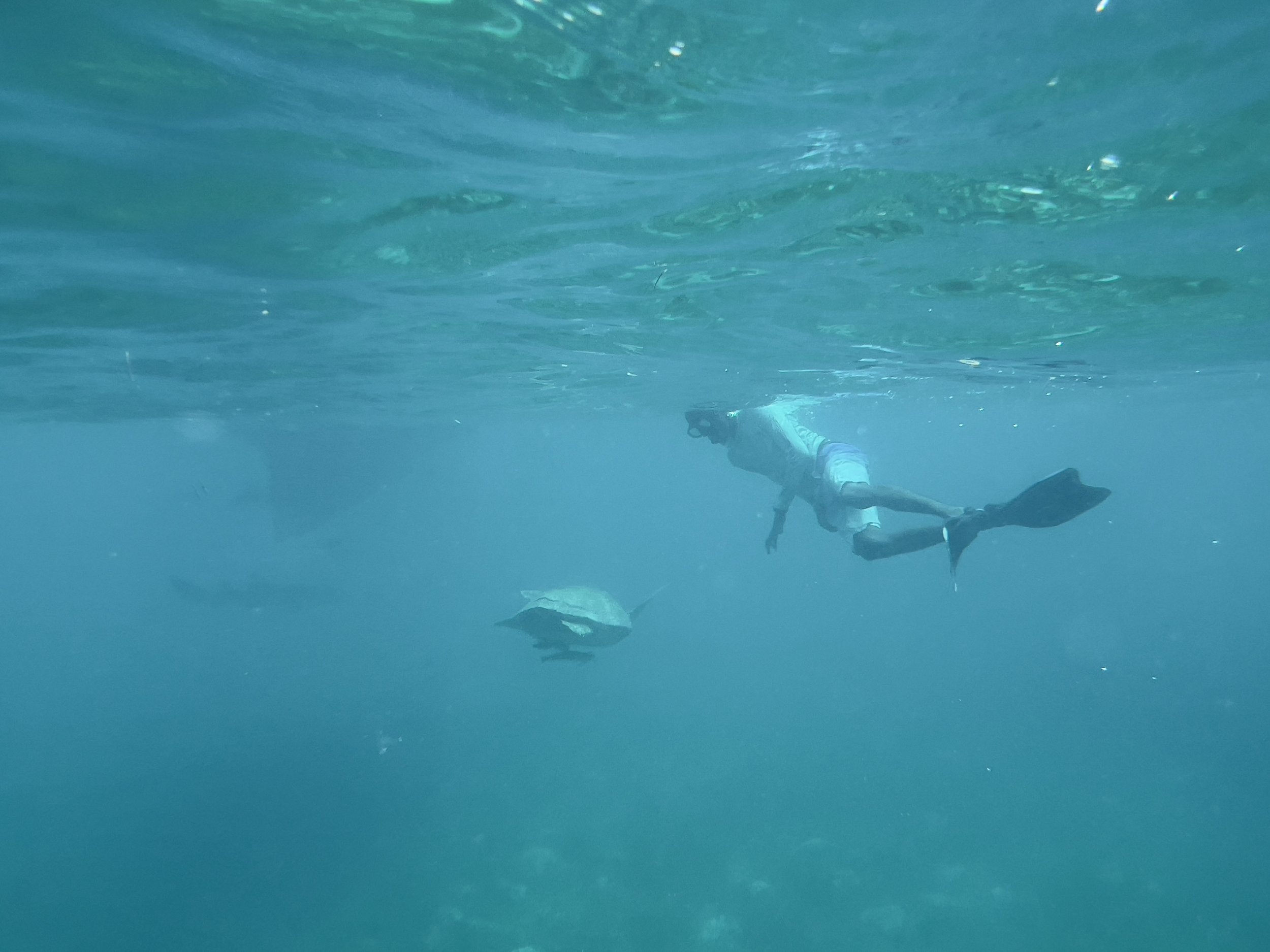  Swimming with the turtle (spot the shark in the back) (photo/Jason Rafal) 
