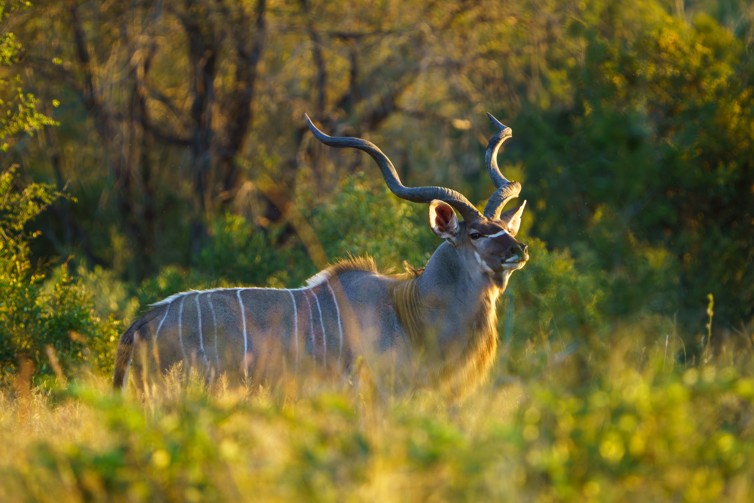 A greater kudu (photo/Jason Rafal)