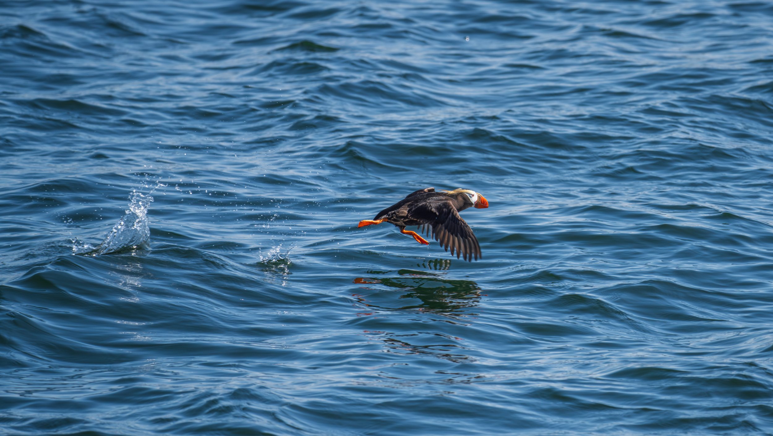 A puffin taking off from the water with its legs running beneath it.